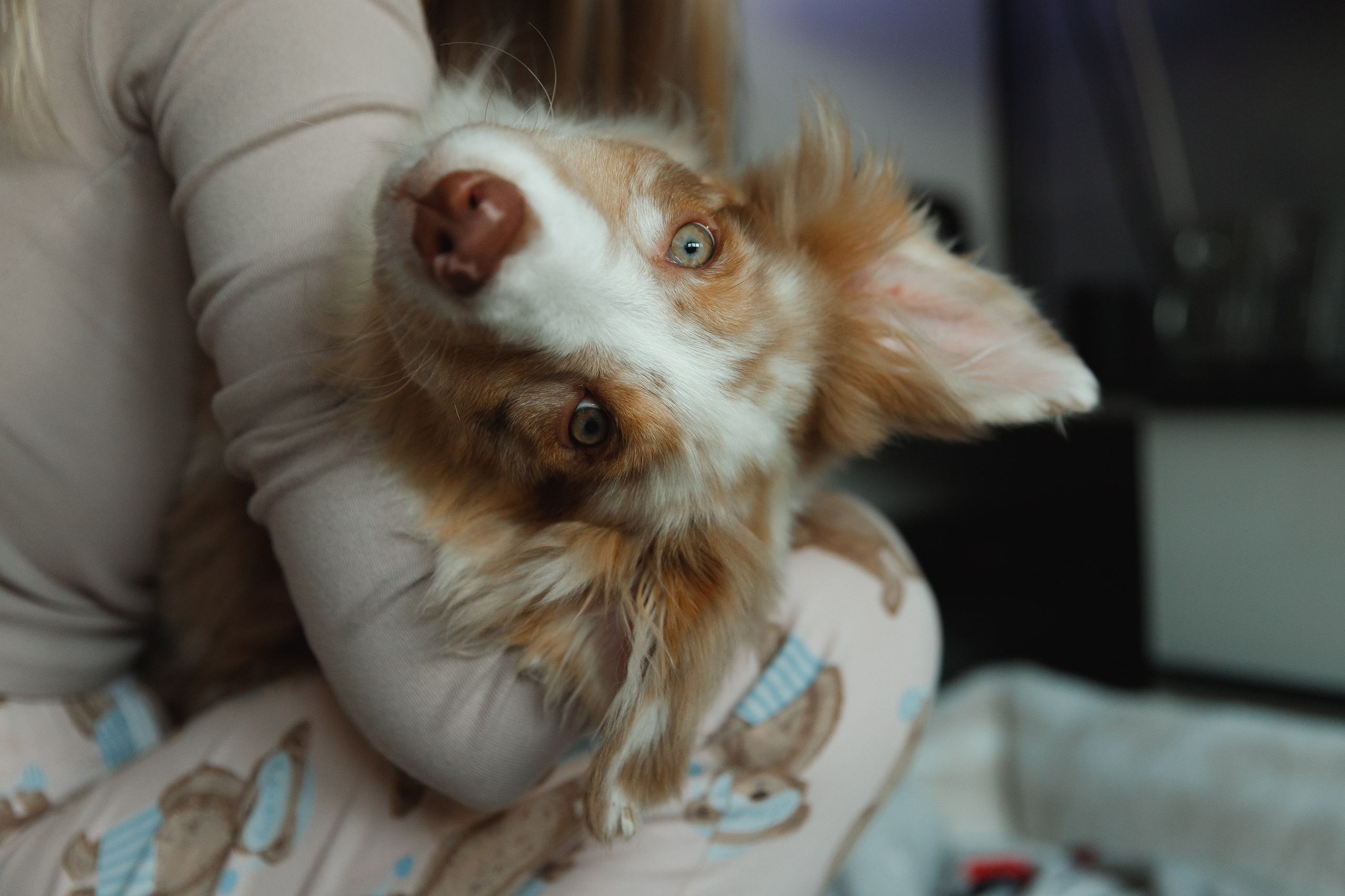 Fotografia psów Wrocław. Kaja | fotograf we Wrocławiu | ludzie i psy