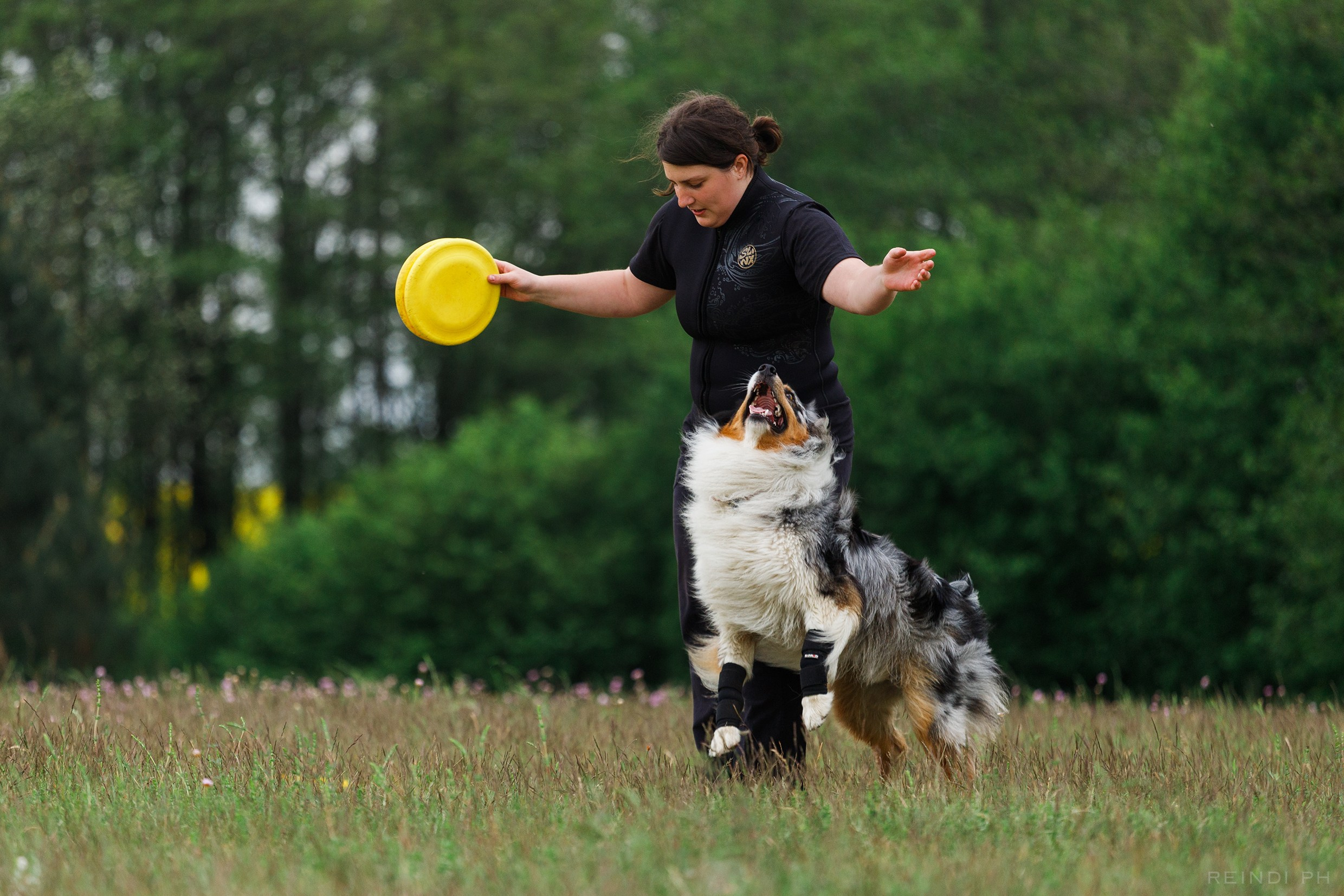 Dog frisbee championship | summer. Kaja | fotograf we Wrocławiu | ludzie i psy