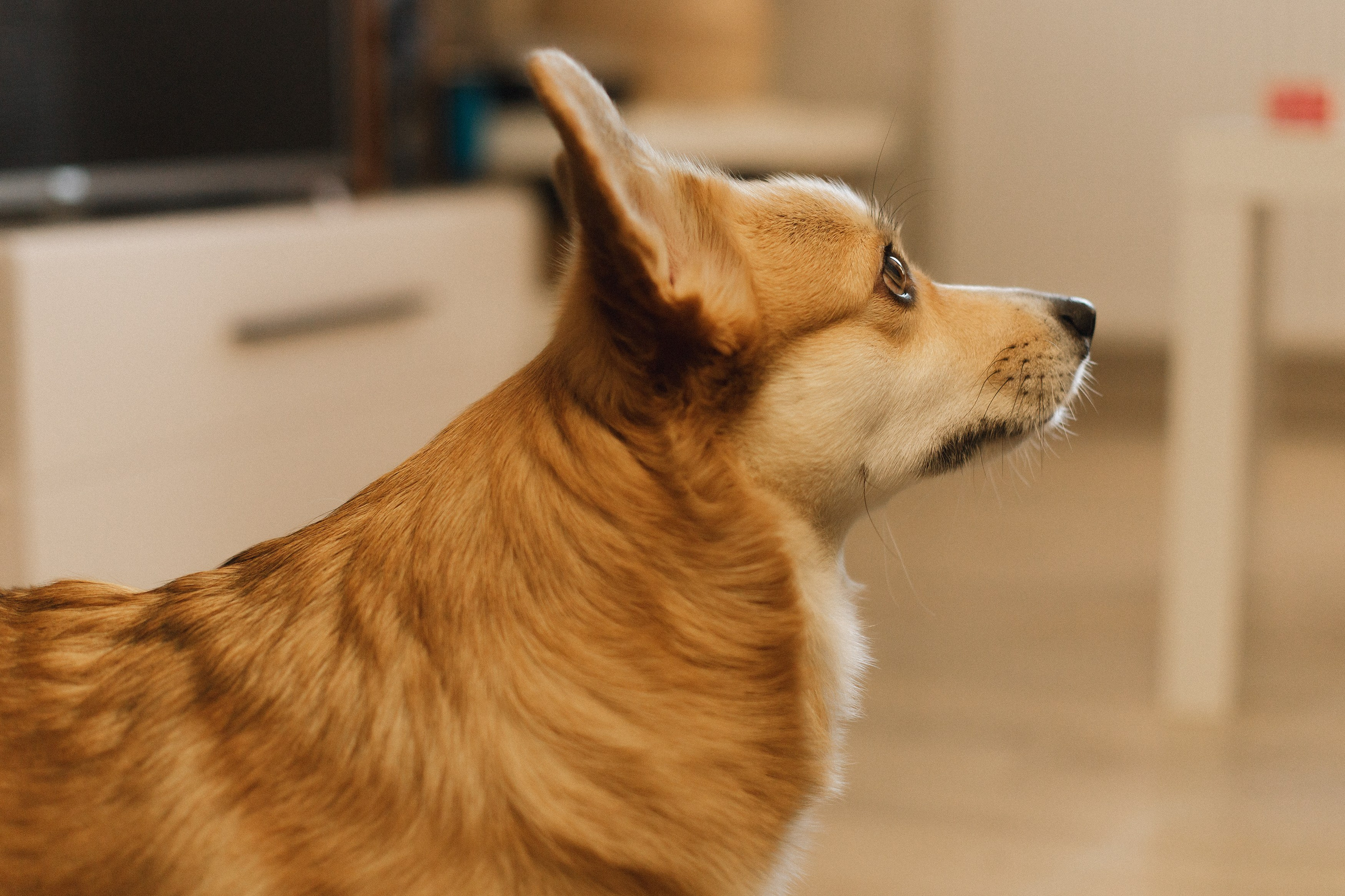 Dasha & Daisy. Kaja | fotograf psów we Wrocławiu