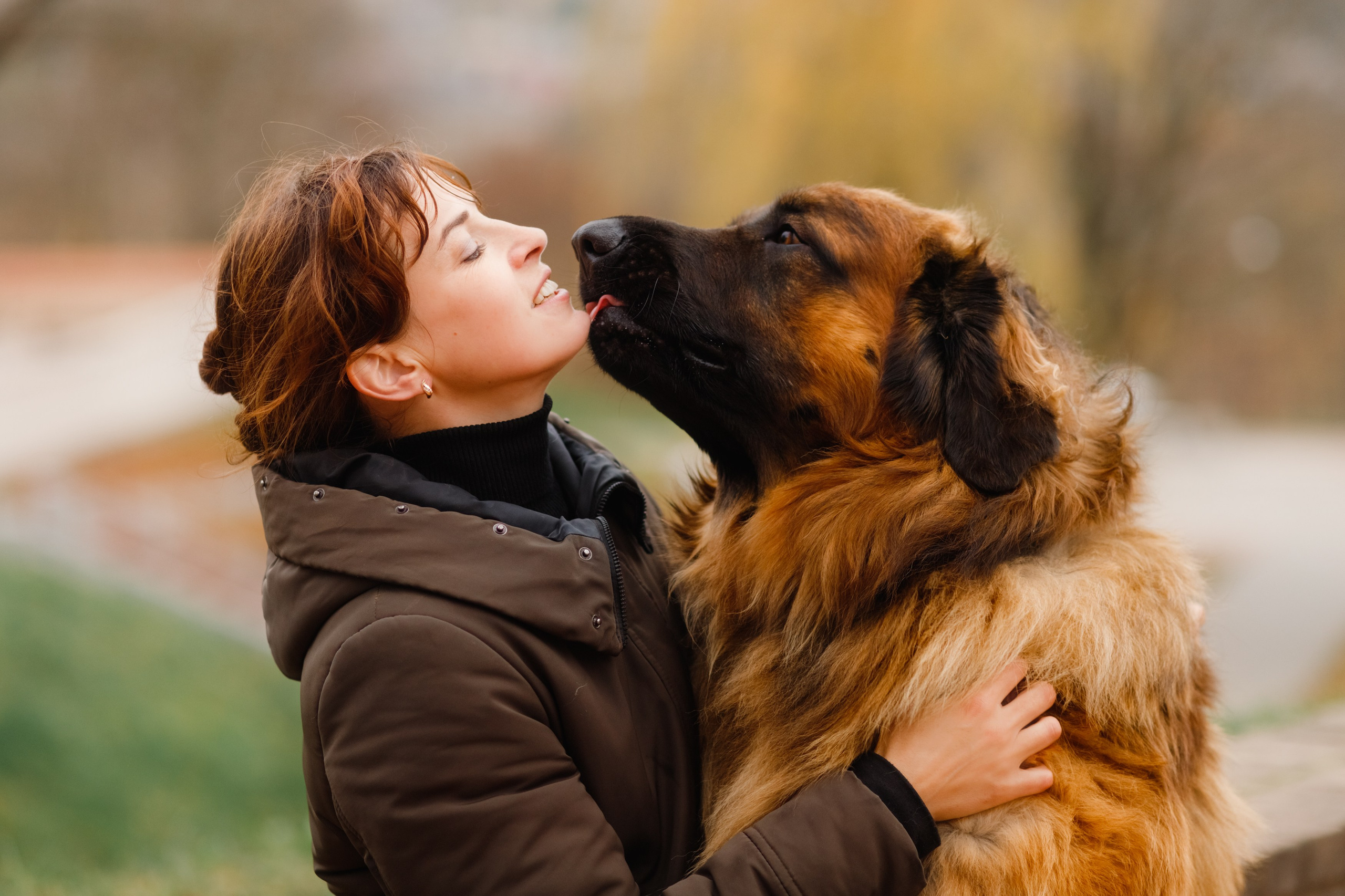 Leonbergers. Kaja | fotograf we Wrocławiu | ludzie i psy