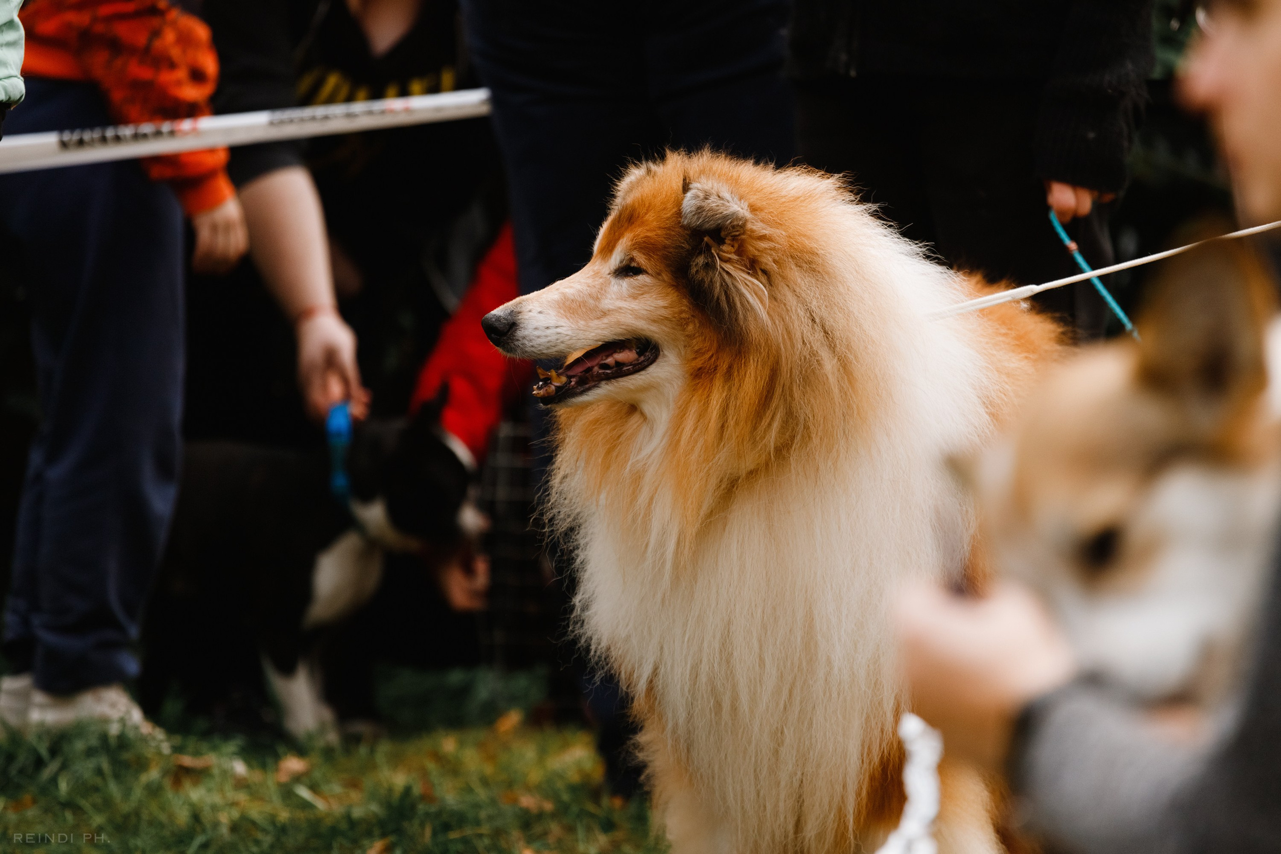 «Argus» dog show in Brest. Kaja | fotograf we Wrocławiu | ludzie i psy