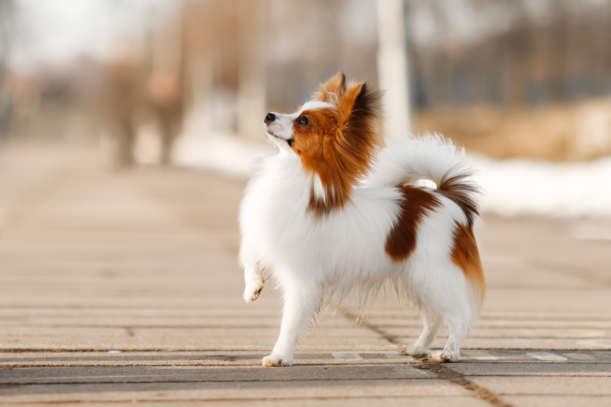 Dog shows | the best ones. Kaja | fotograf psów we Wrocławiu