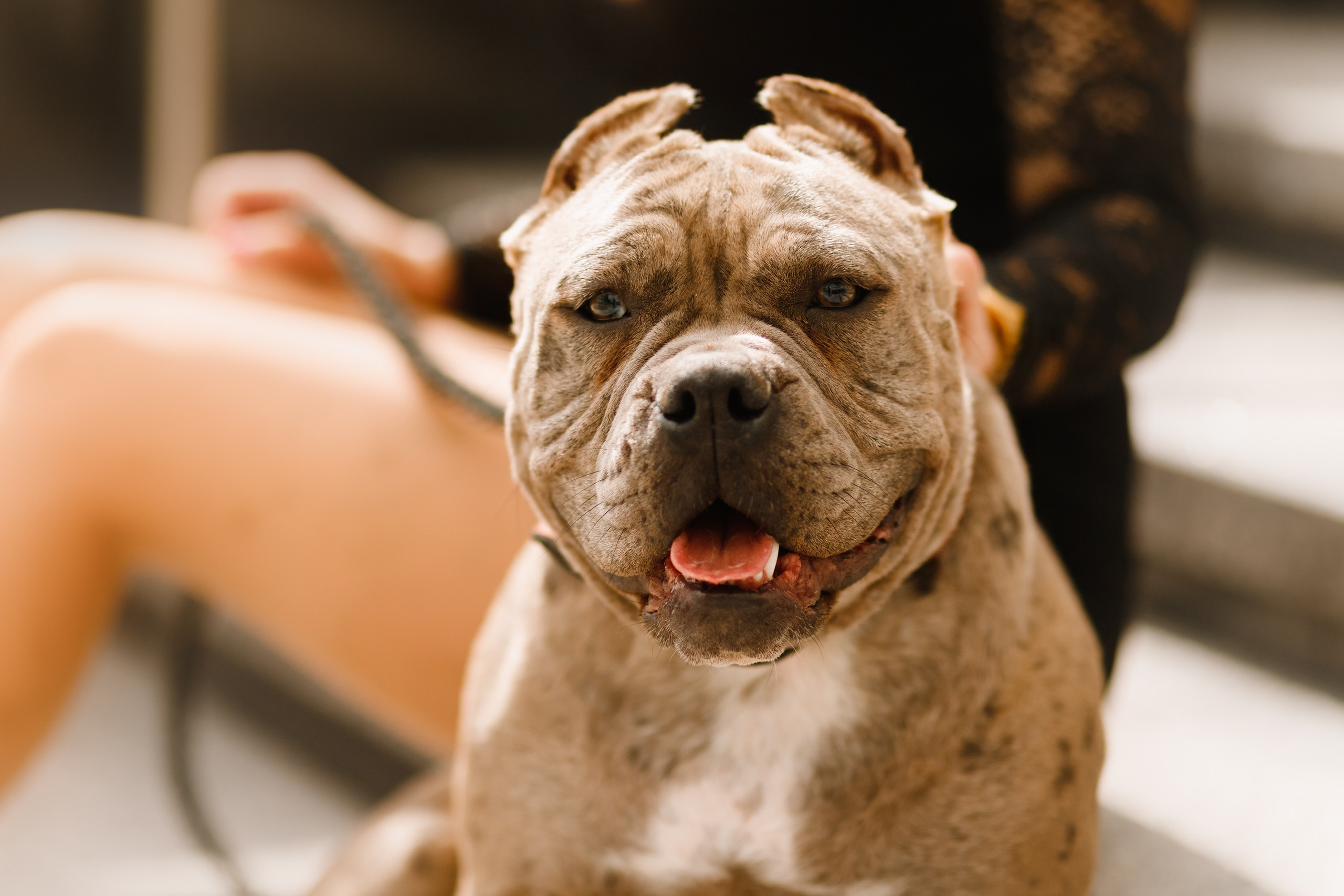 Alesya & her bullies. Kaja | fotograf we Wrocławiu | ludzie i psy