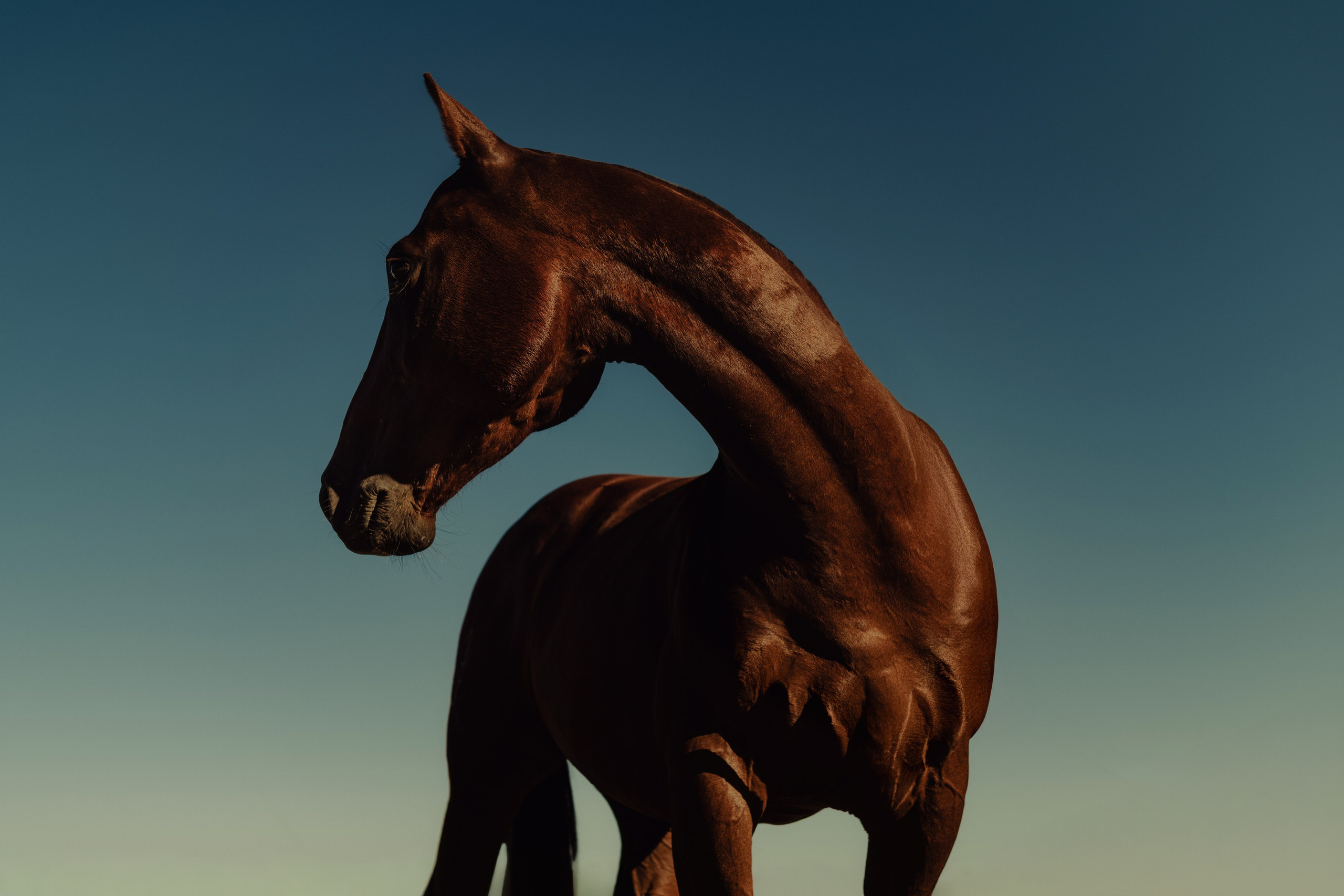 HORSE PORTFOLIO