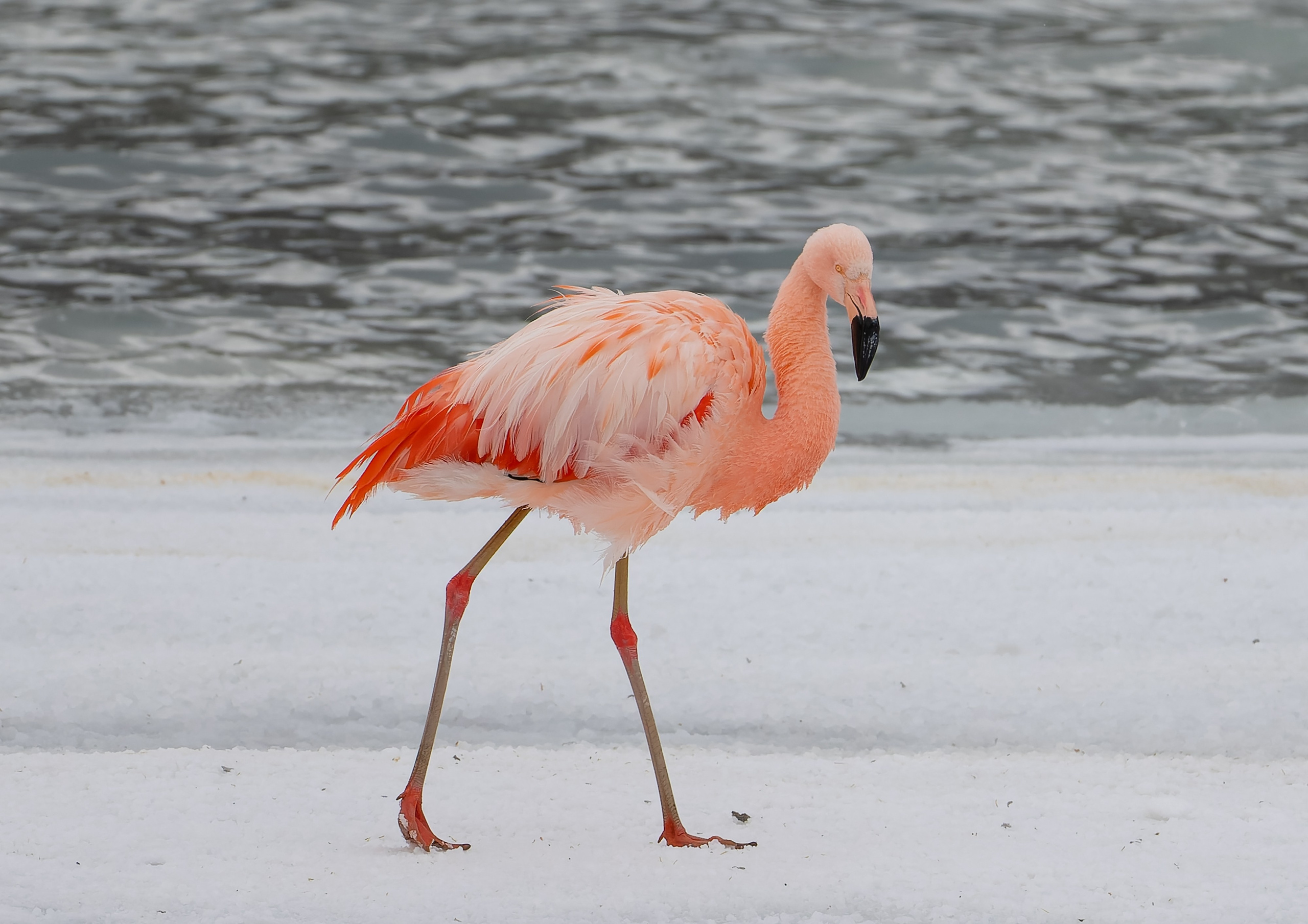 Flamencos. Nature photographer Yuri Soria-Galvarro