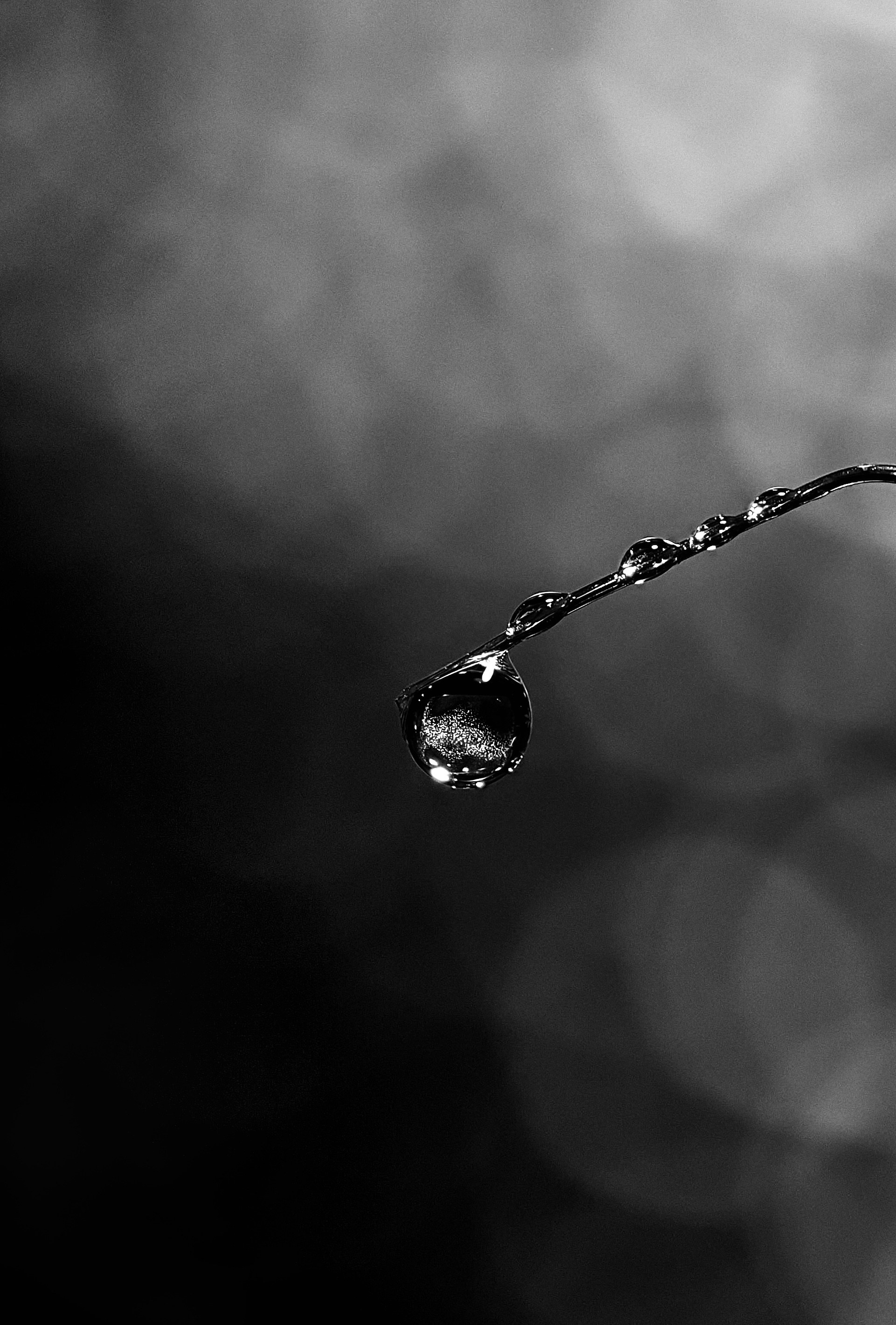 Portfolio. Bev bingham macro photographic artist