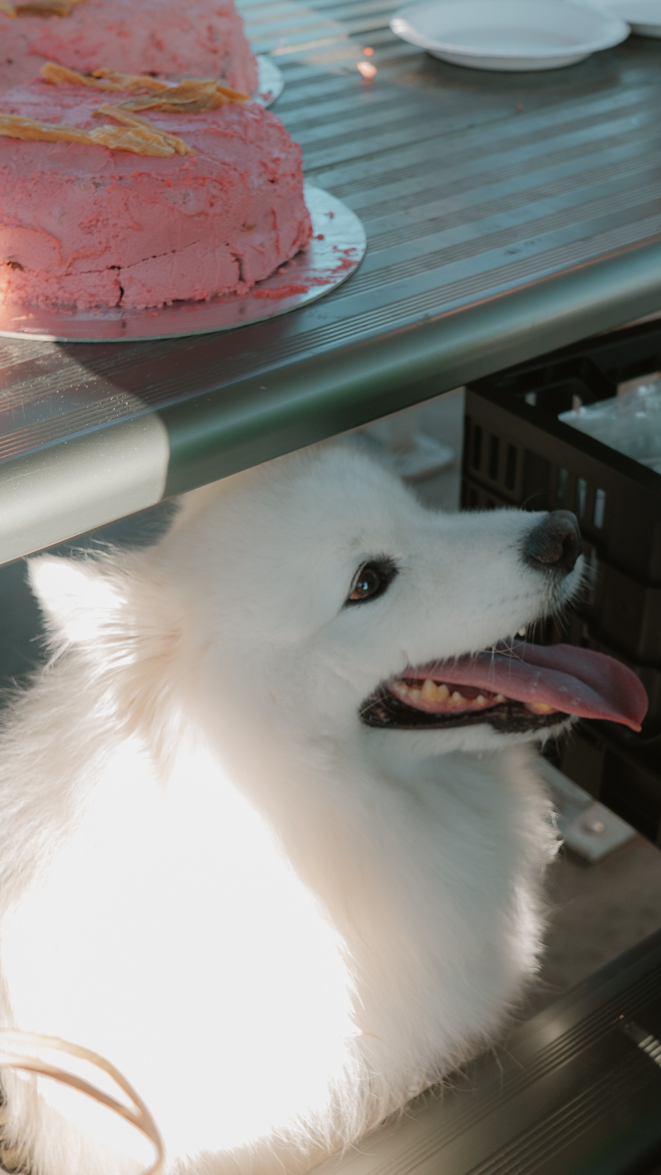 Dogs. Natural and candid photography Jean Santiago