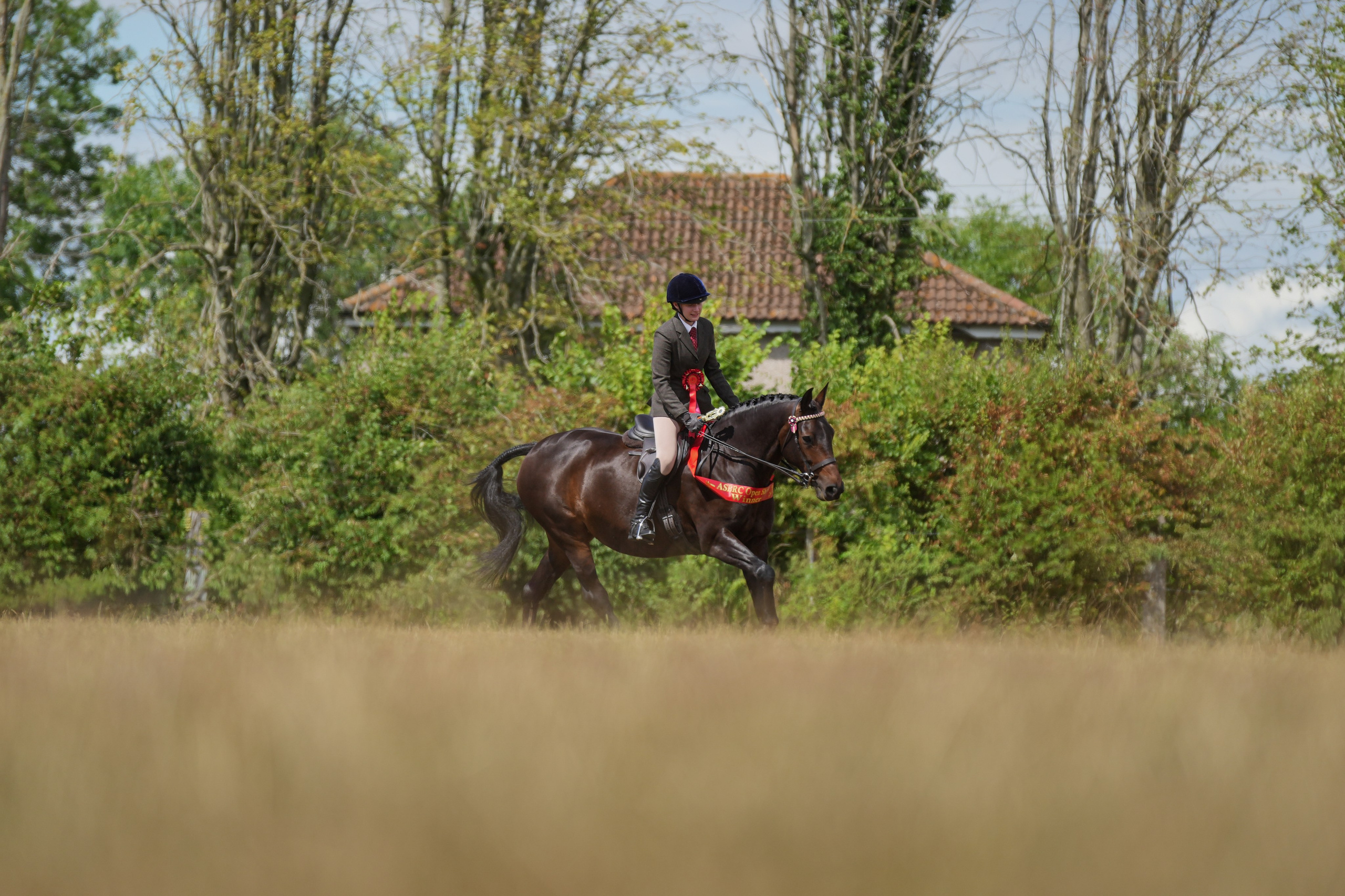 Showing. Leicestershire Equine Photography by El | Authentic Equine Portraits & Events