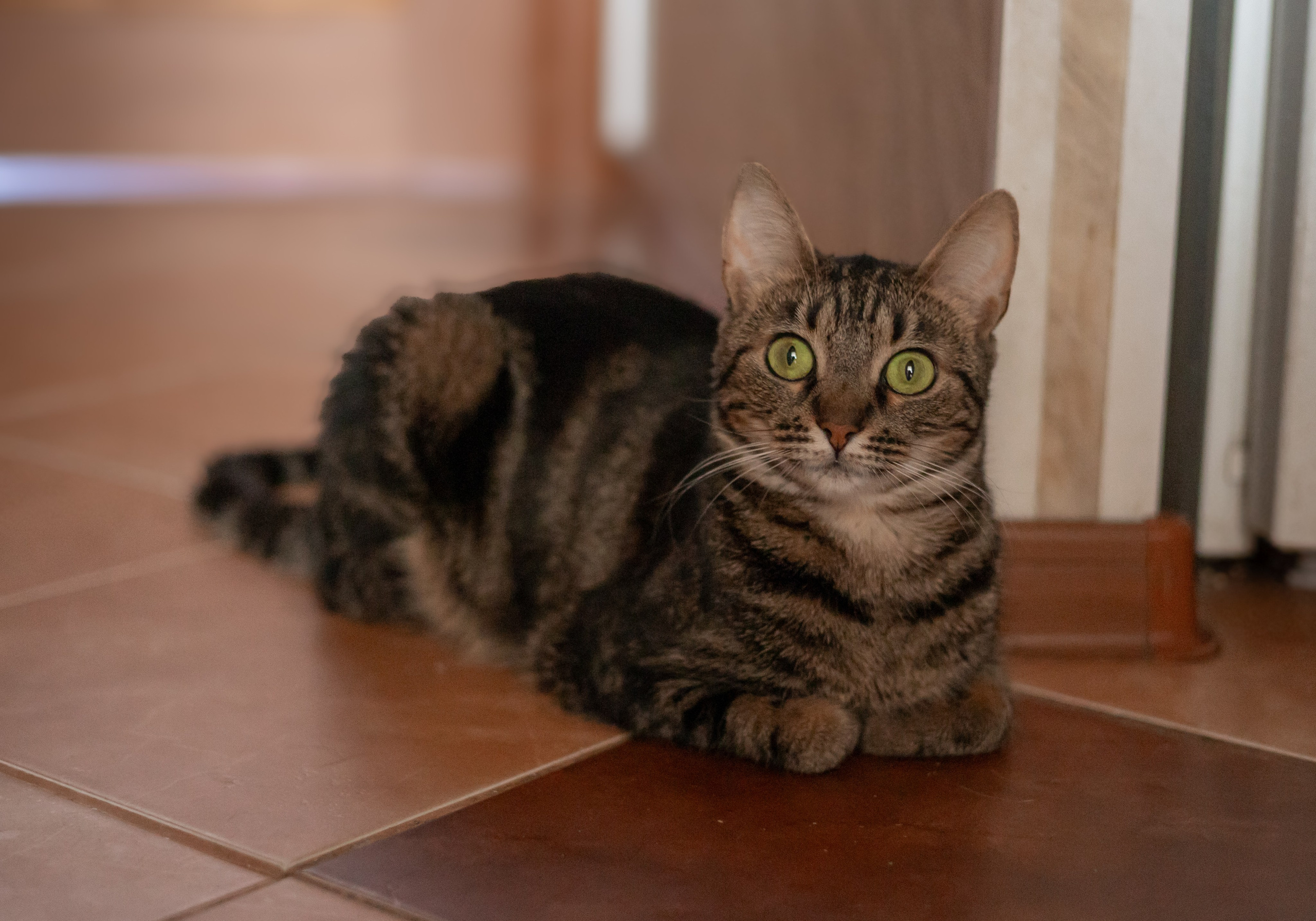 Настя, Долька и котейки. Фотограф-анималист | Белград