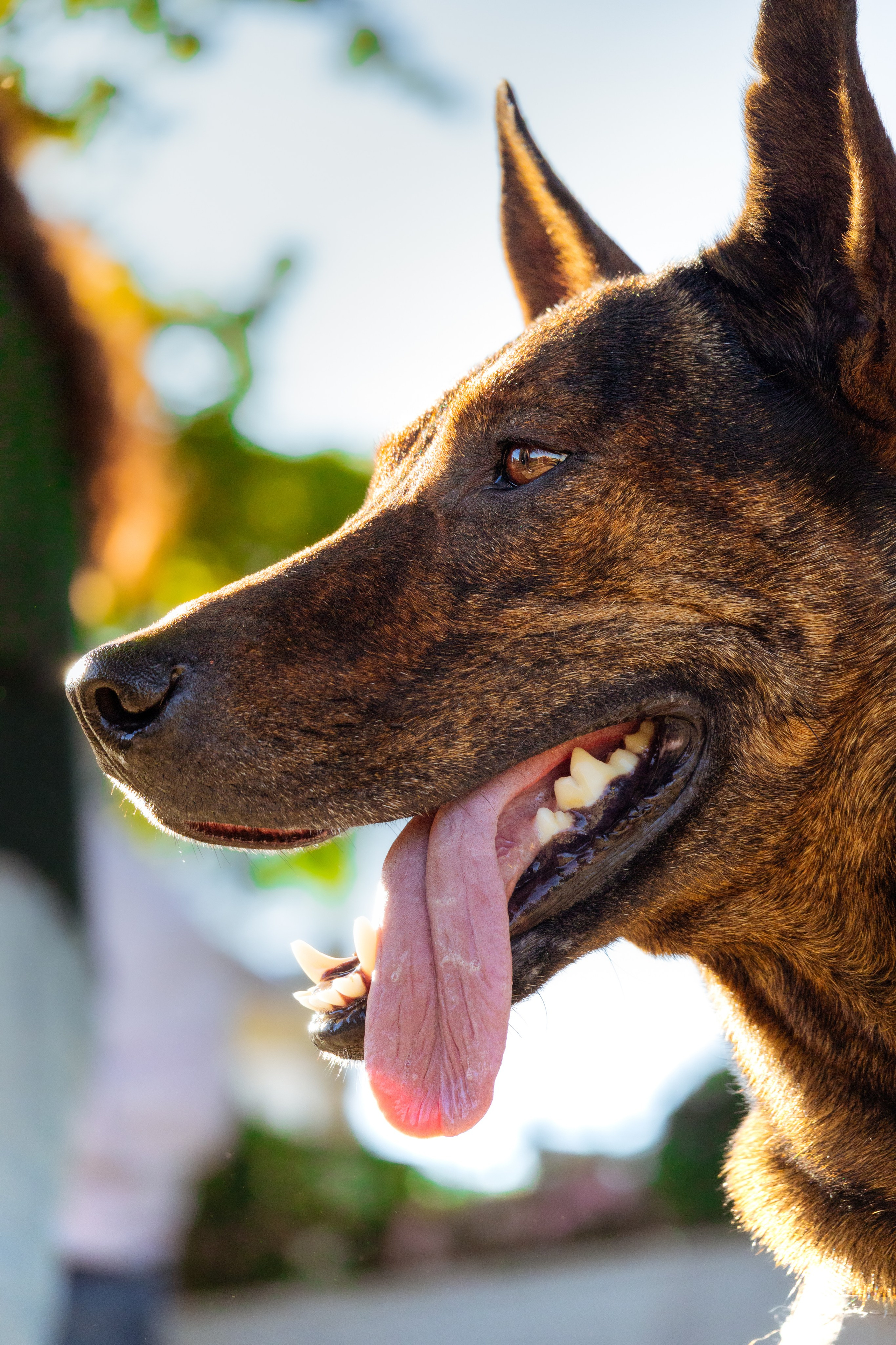 Dupla Canina ao Ar Livre. Fotógrafo espontâneo de eventos DGallery