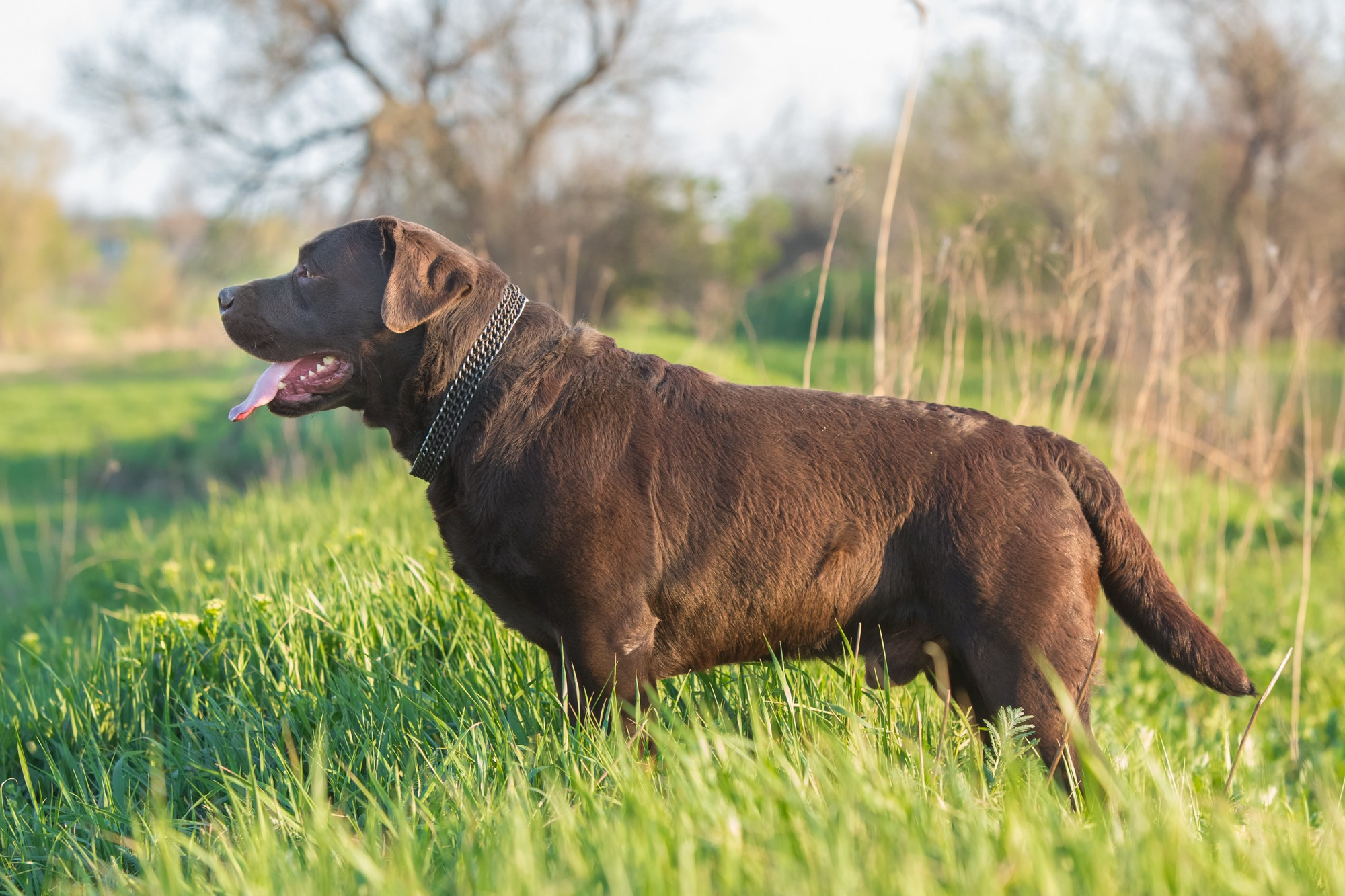 Newton. Цуценята лабрадор ретривера, Дніпро, Україна