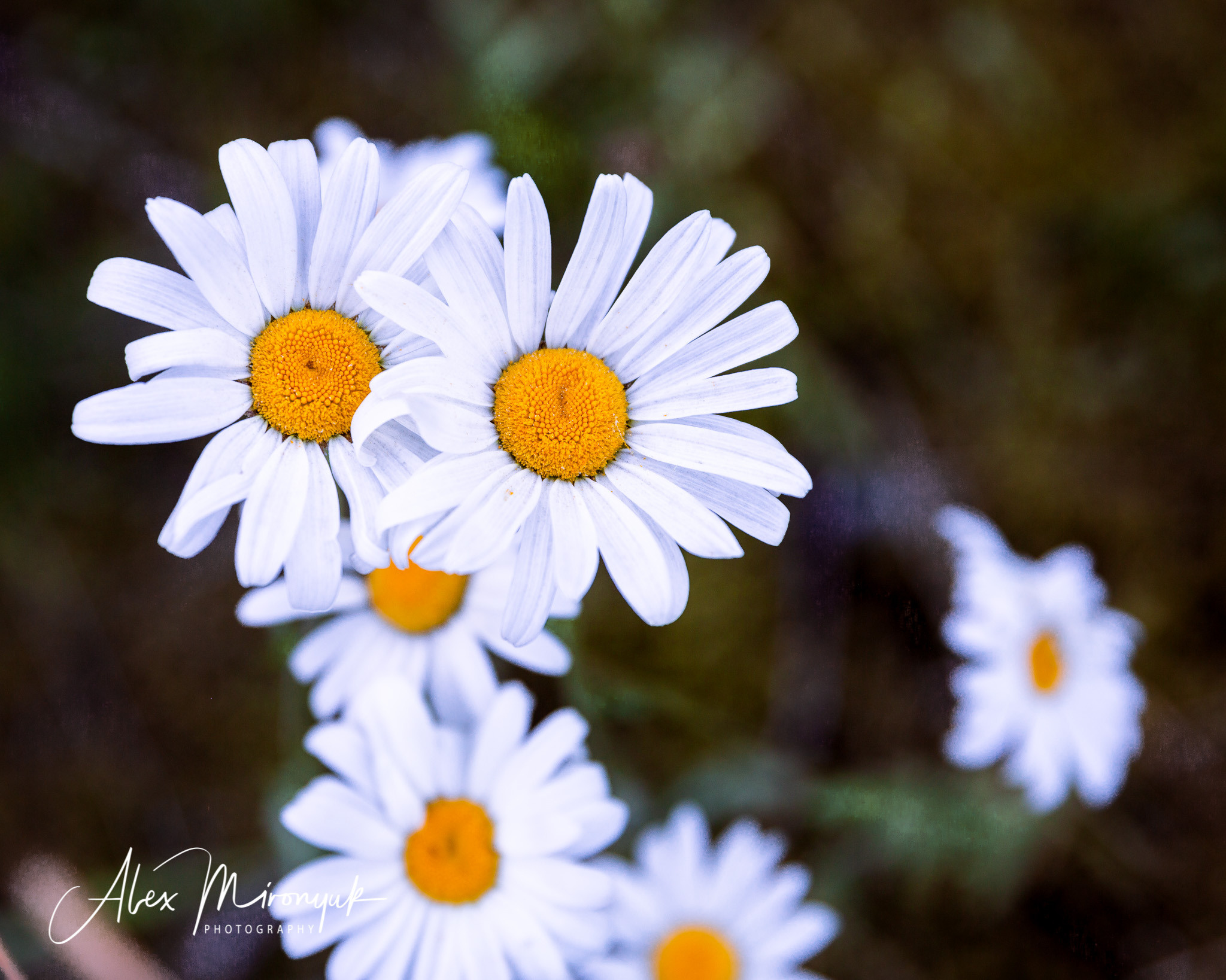 North Cascades Hiking Adventure. Alex Mironyuk Photography