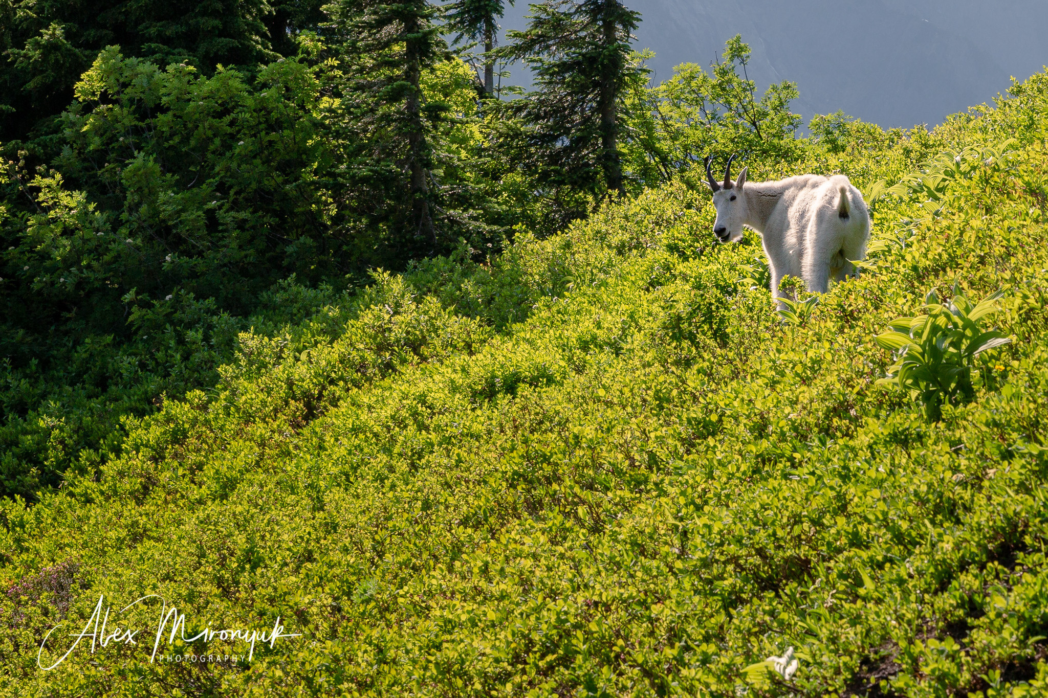 North Cascades Hiking Adventure. Alex Mironyuk Photography
