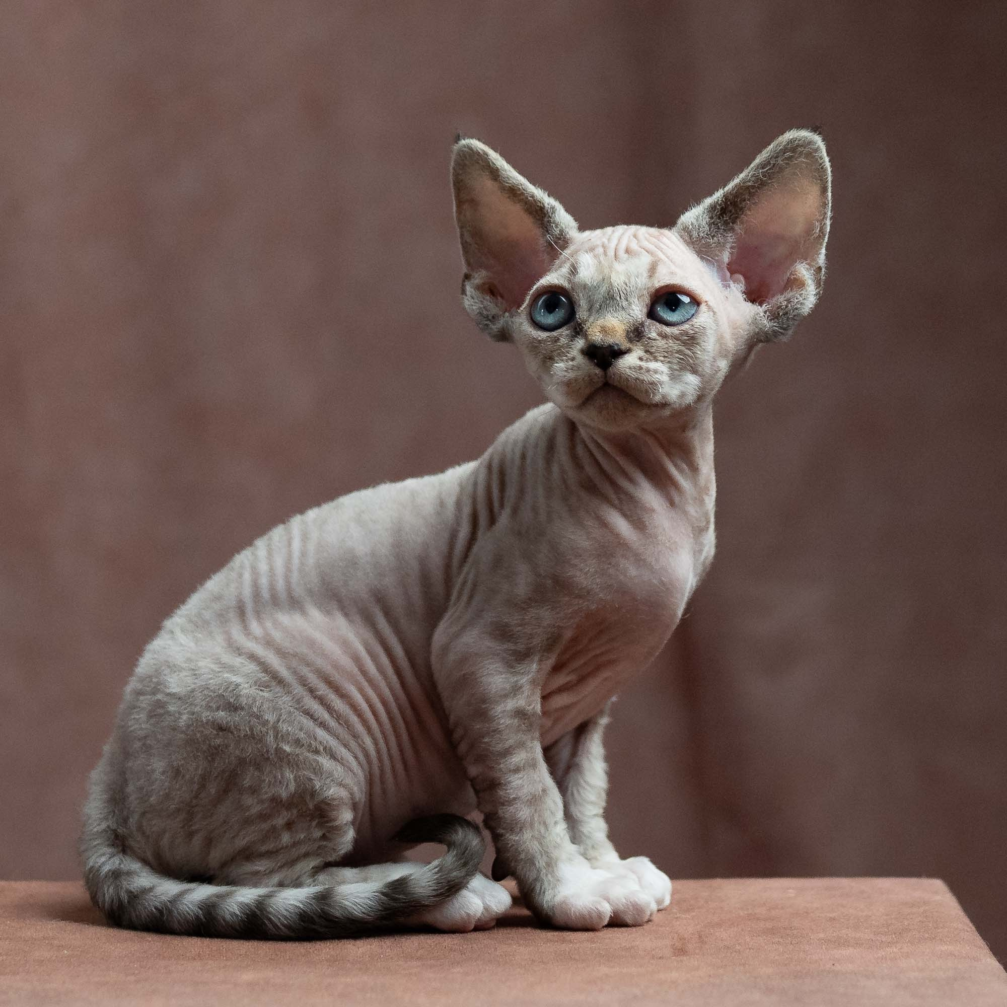 Finn,  boy, born on 01.01.25. Devon Rex Pixie Cattery