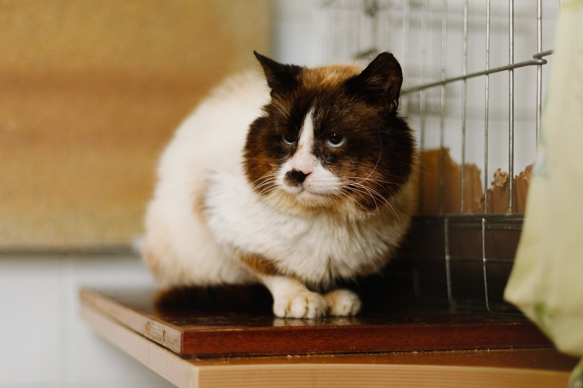 Shelter's cats for adoption. Kaja | fotograf we Wrocławiu | ludzie i psy