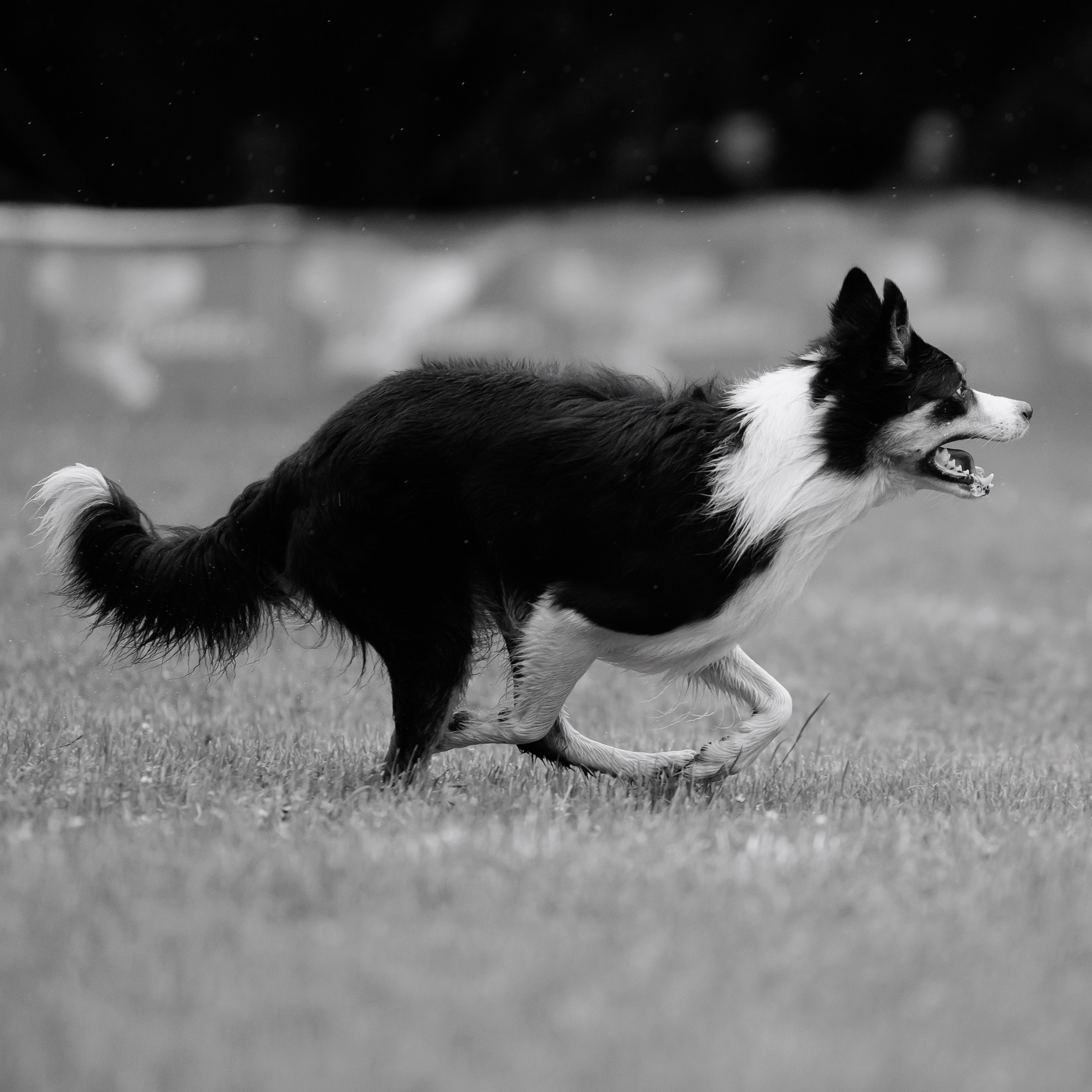 Latające psy, Wrocław'25. Kaja | fotograf psów we Wrocławiu