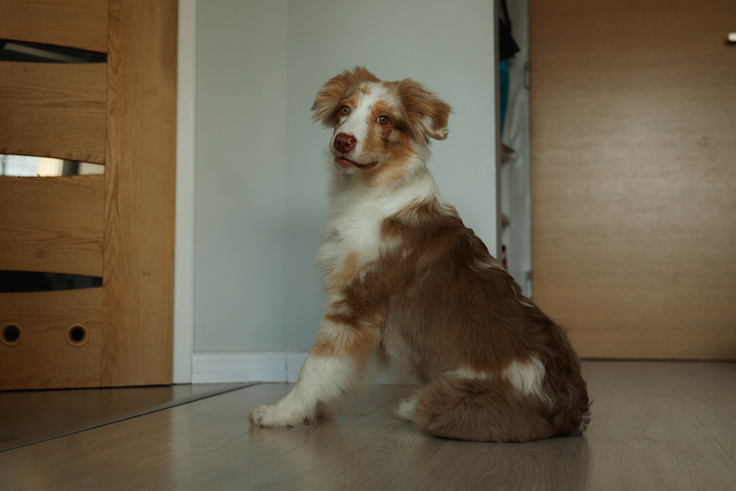 Fotografia psów Wrocław. Kaja | fotograf we Wrocławiu | ludzie i psy