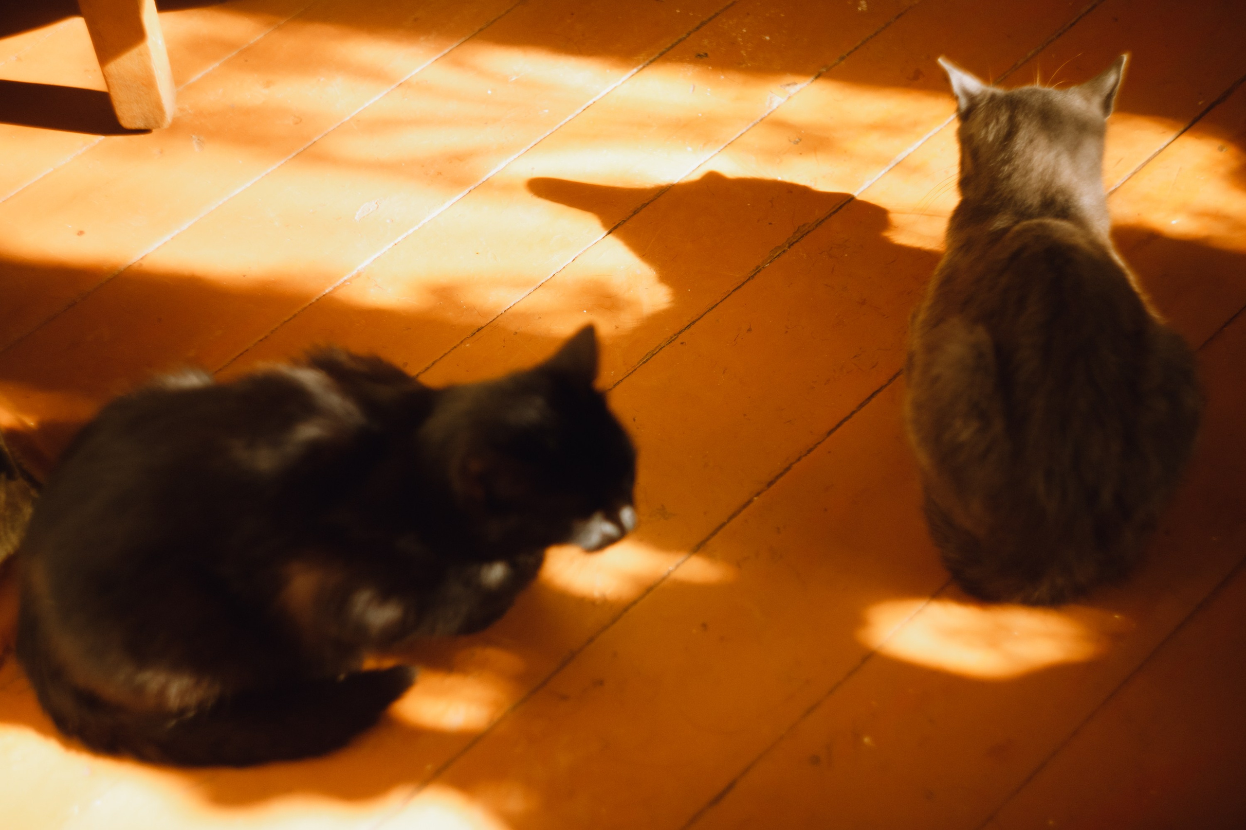 Grandmother's home in Brest. Kaja | fotograf we Wrocławiu | ludzie i psy