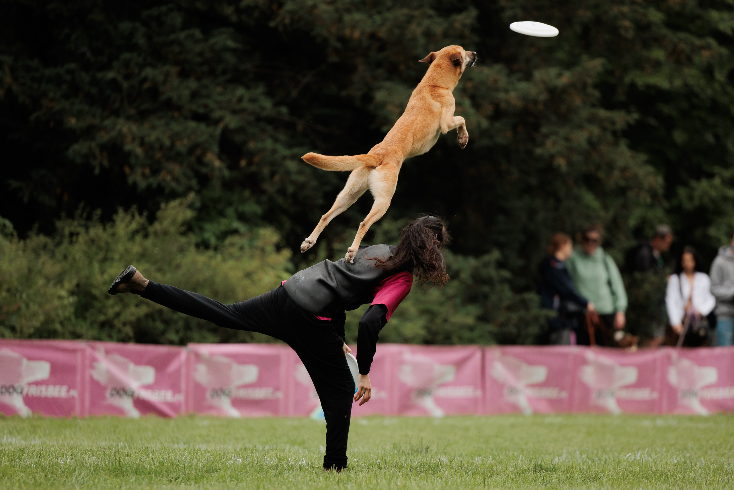 Latające psy, Wrocław'25. Kaja | fotograf psów we Wrocławiu
