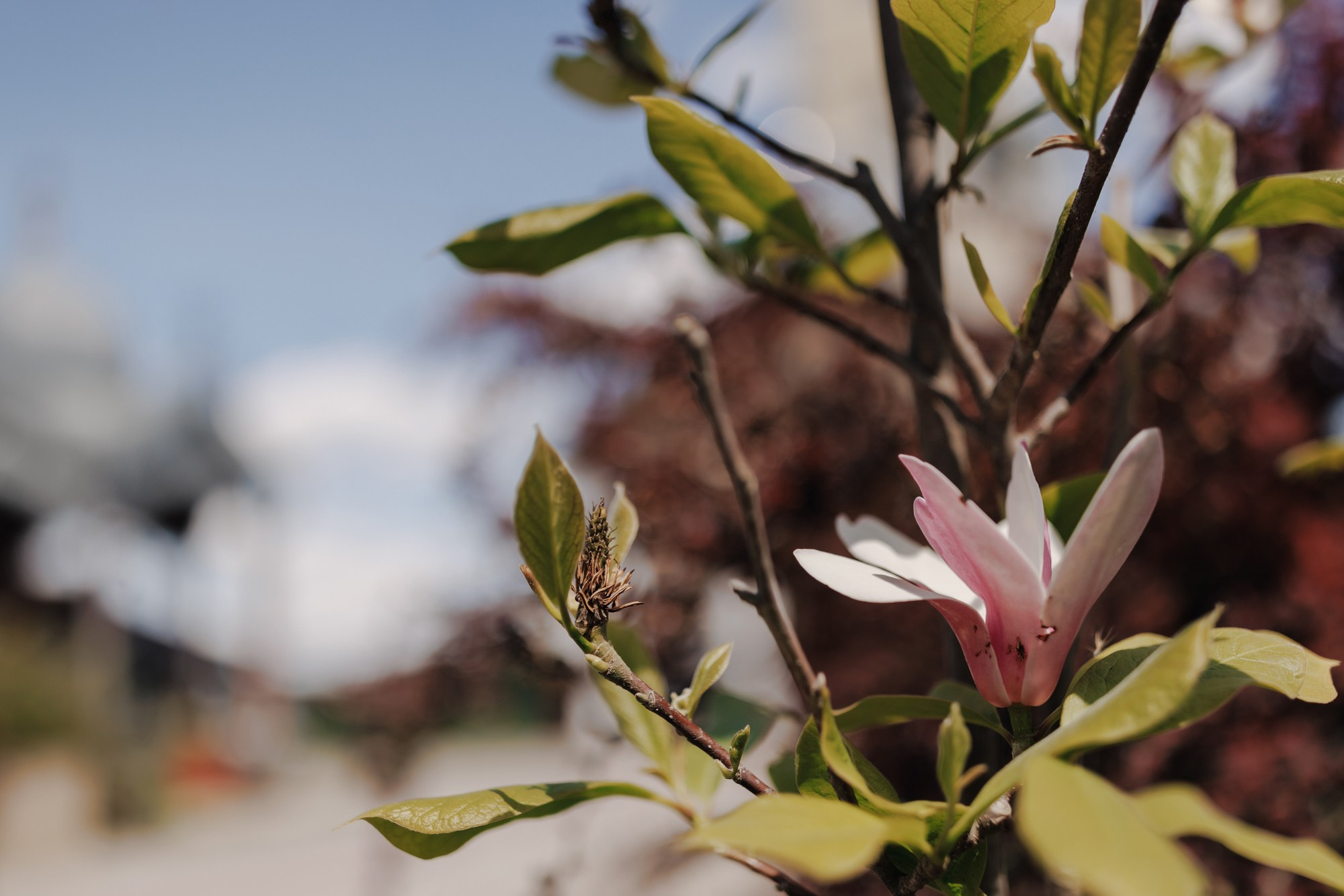 Leonard. Wedding photographer and videographer