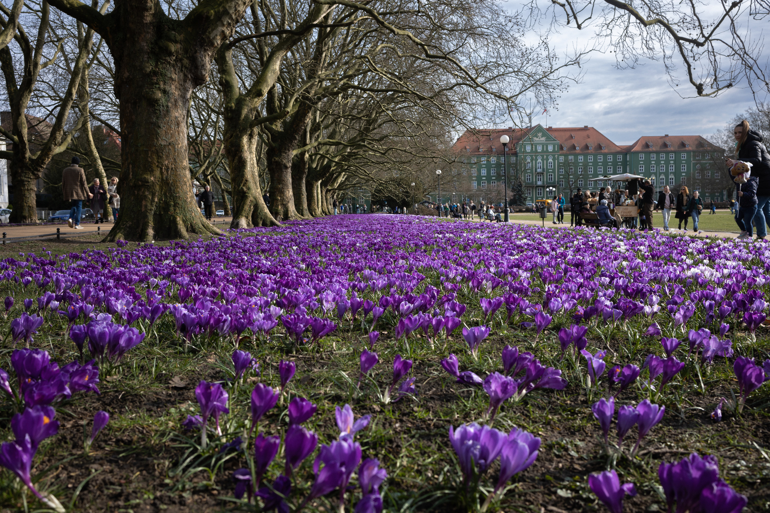 Krokusowe Szaleństwo. Anna Rudnichenko Fotograf Szczecin / Анна Рудніченко Фотограф Щецин
