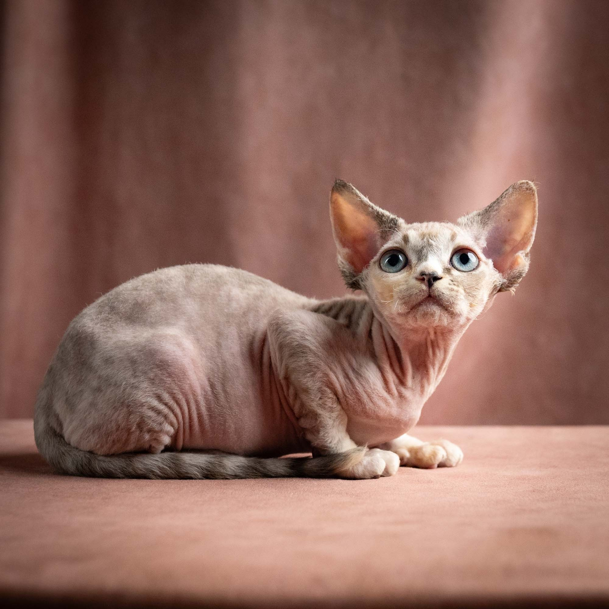 Quinley,  girl, born 02.14.26. Devon Rex Pixie Cattery