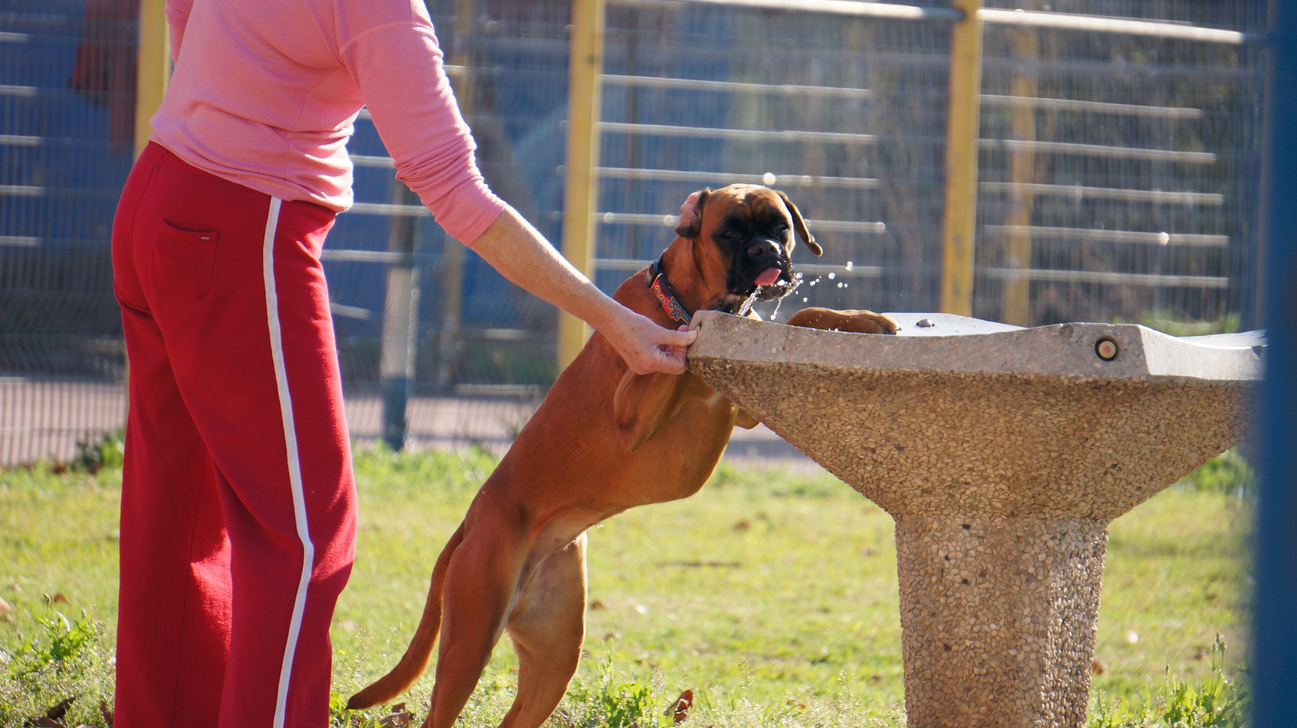 My ״Star״ Boxer Dog