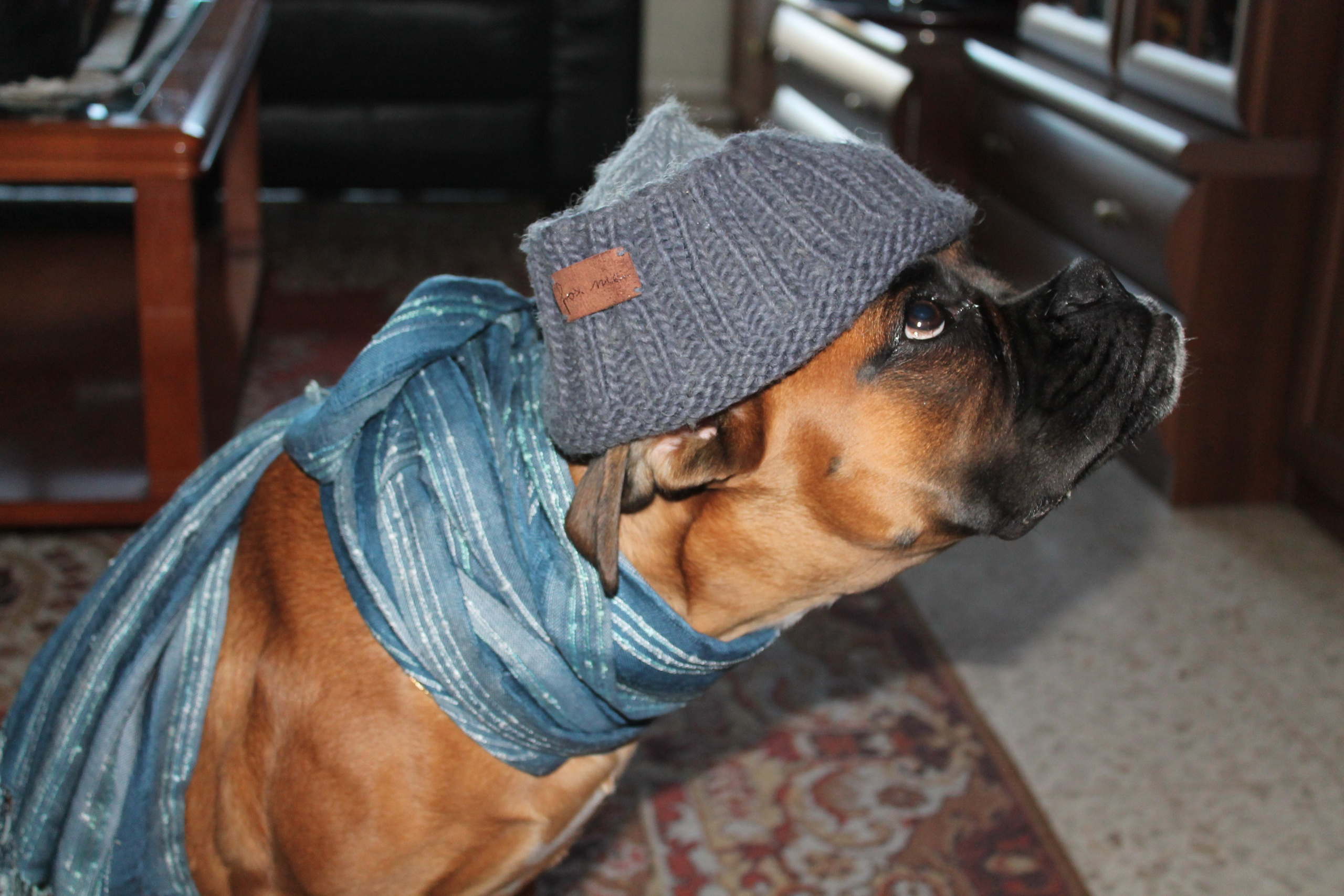 My ״Star״ Boxer Dog