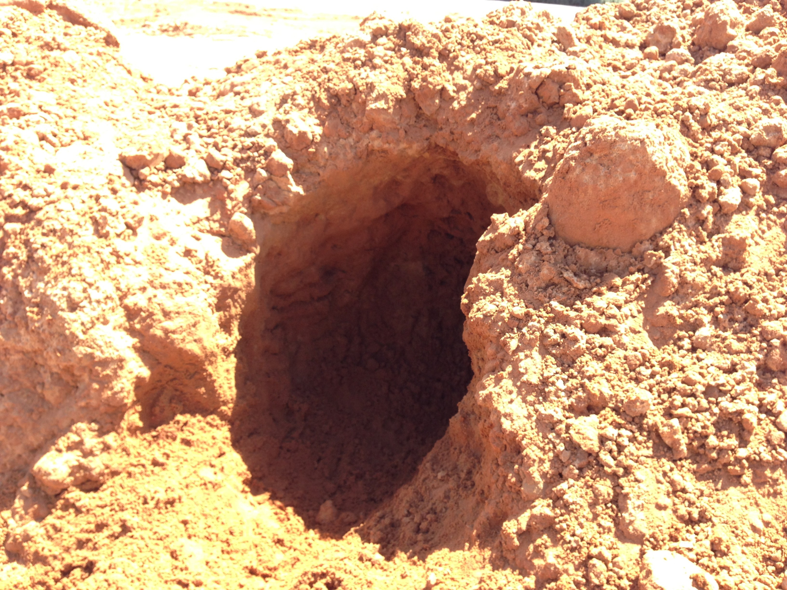 My ״Star״ Boxer Dog