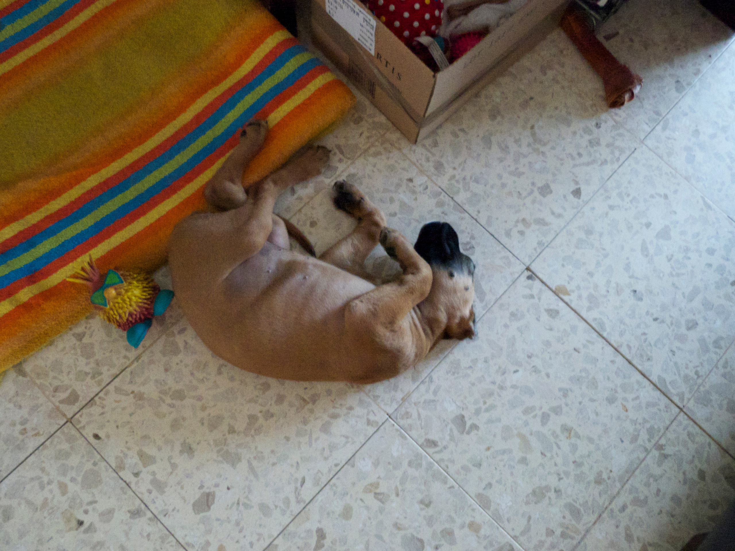 My ״Star״ Boxer Dog