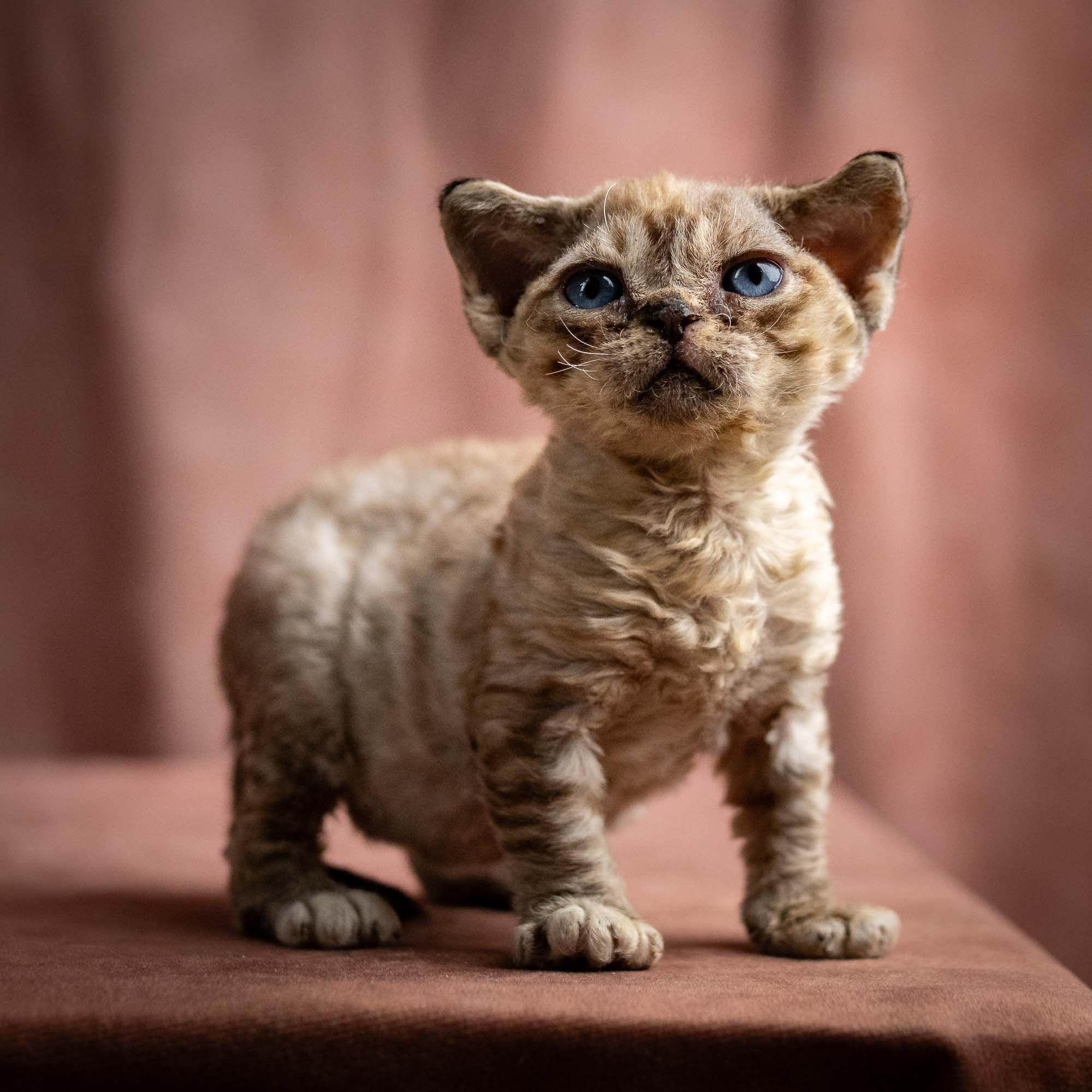 Remy, boy, born 05.08.26. Devon Rex Pixie Cattery