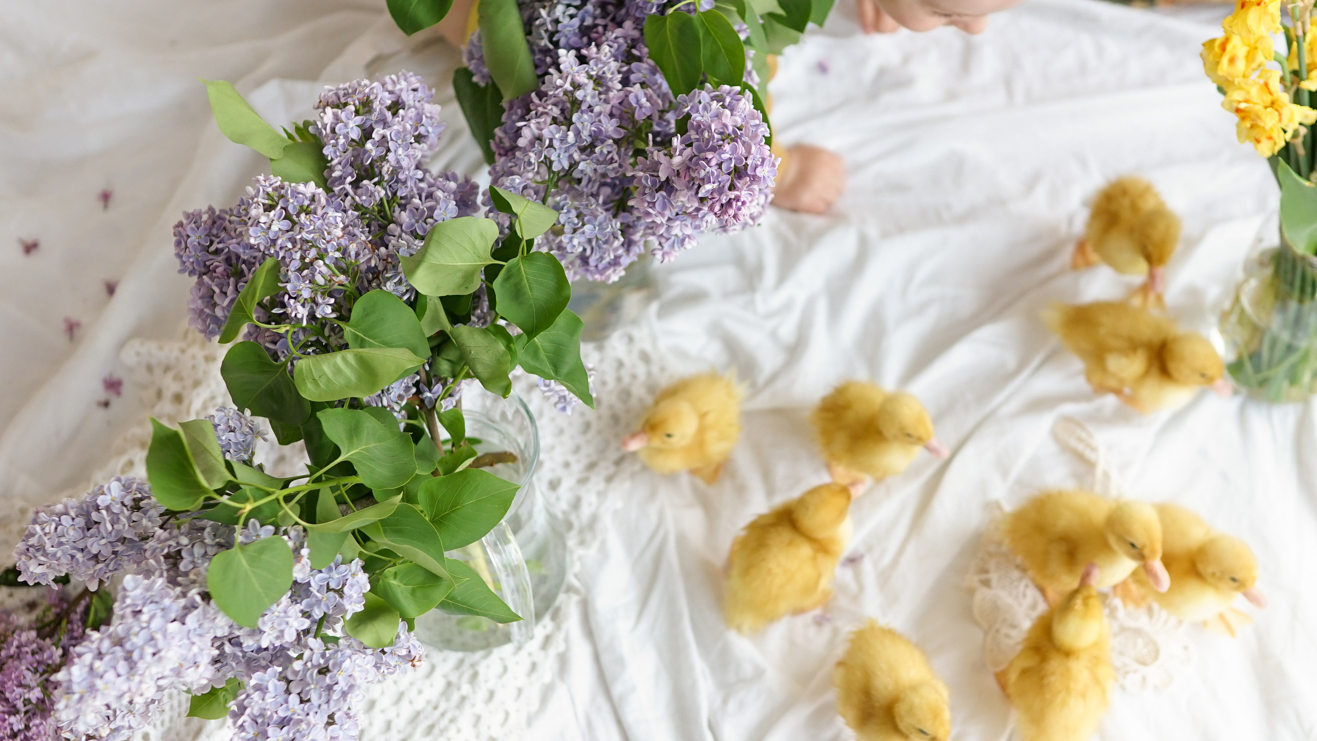 Ședințe Foto de Paște Brașov: Gălbenuș | Mădălina Beda. Madalina Beda- Artist vizual, fotograf, doula la nastere, consultant babywearing Brasov si in toata tara