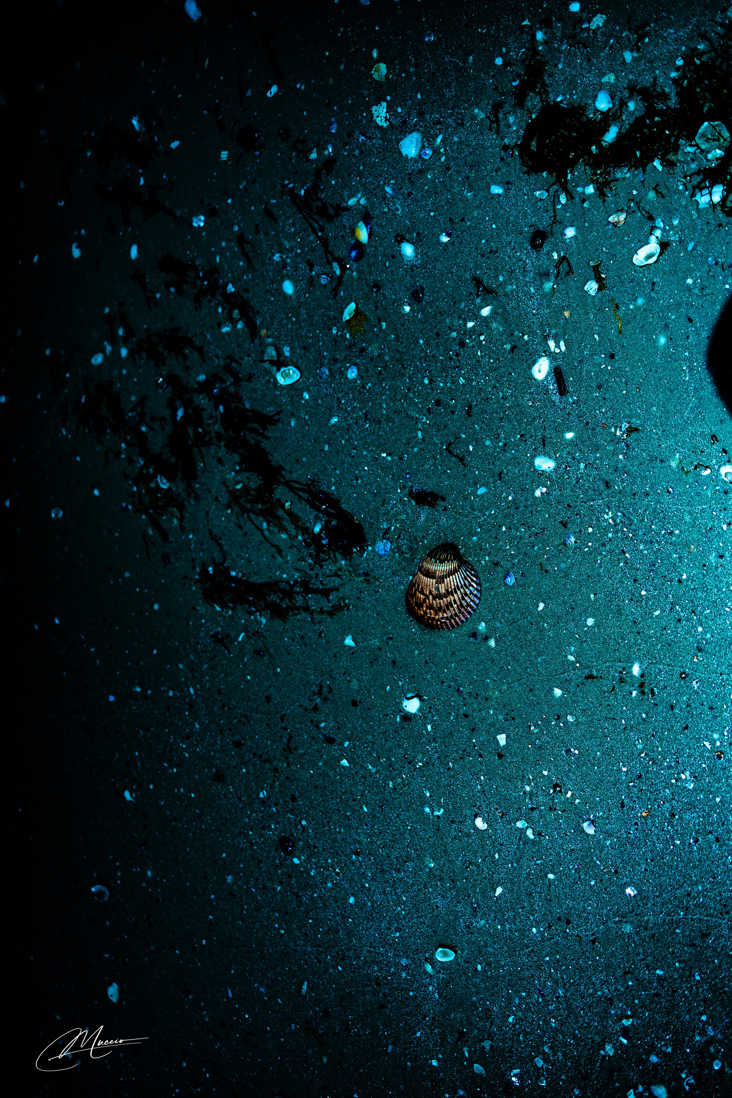 Florida Man — Fort Myers Walkabout. Out and About 239