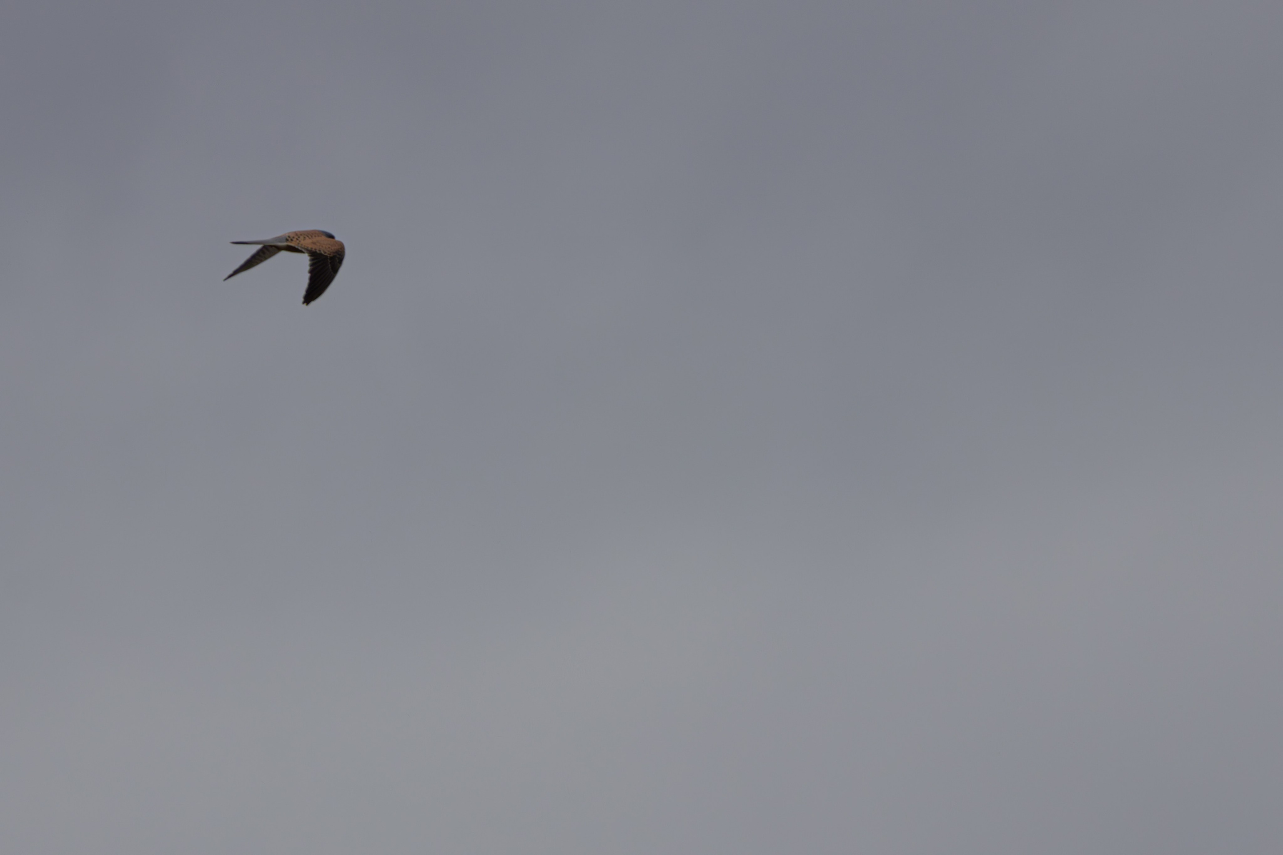 საგაზაფხულო გასეირნება წავკისისწყალის ხეობაში. FramefreeMan