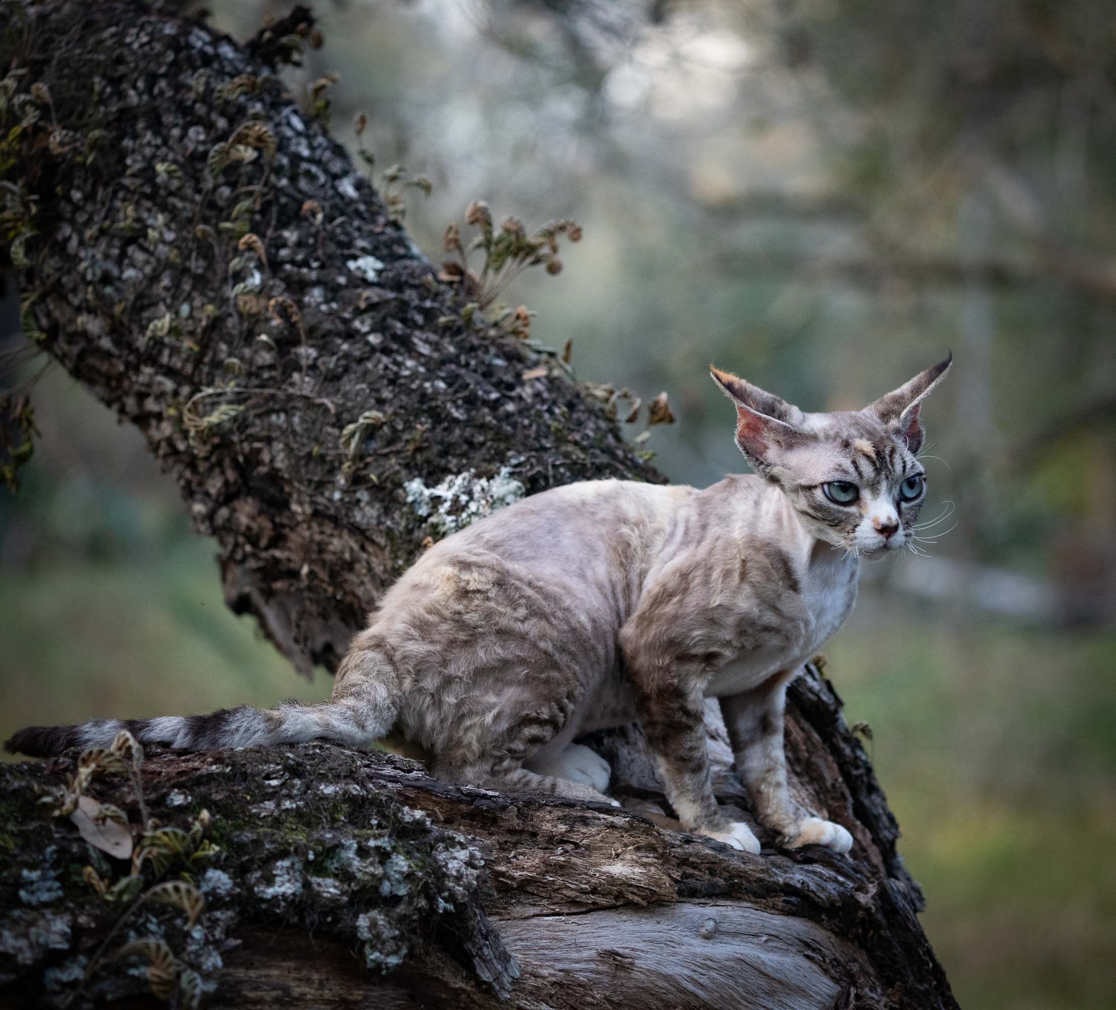 Kasia,  girl, born 07.02.2025. Devon Rex Pixie Cattery