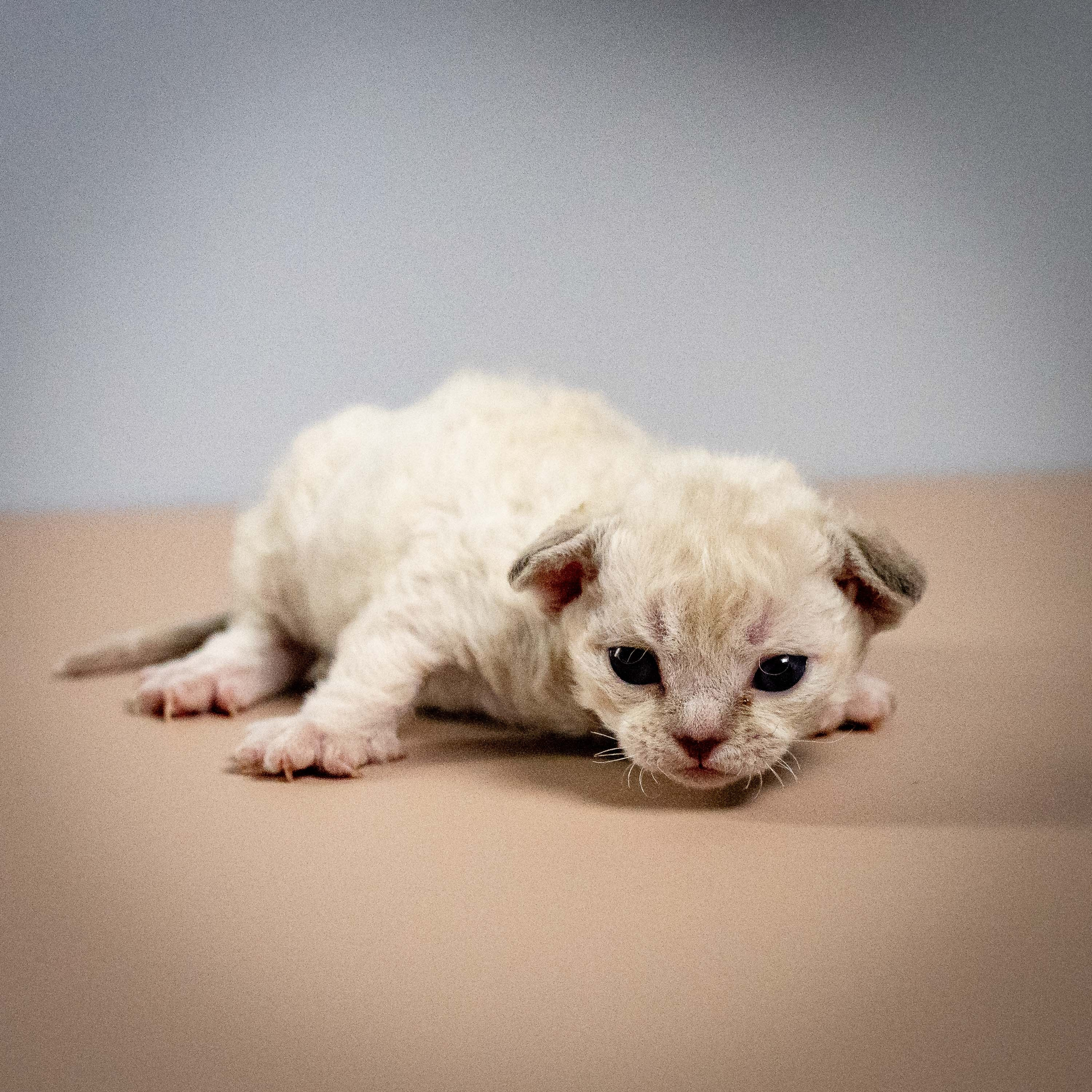 Maya, girl, born 01.15.26. Devon Rex Pixie Cattery