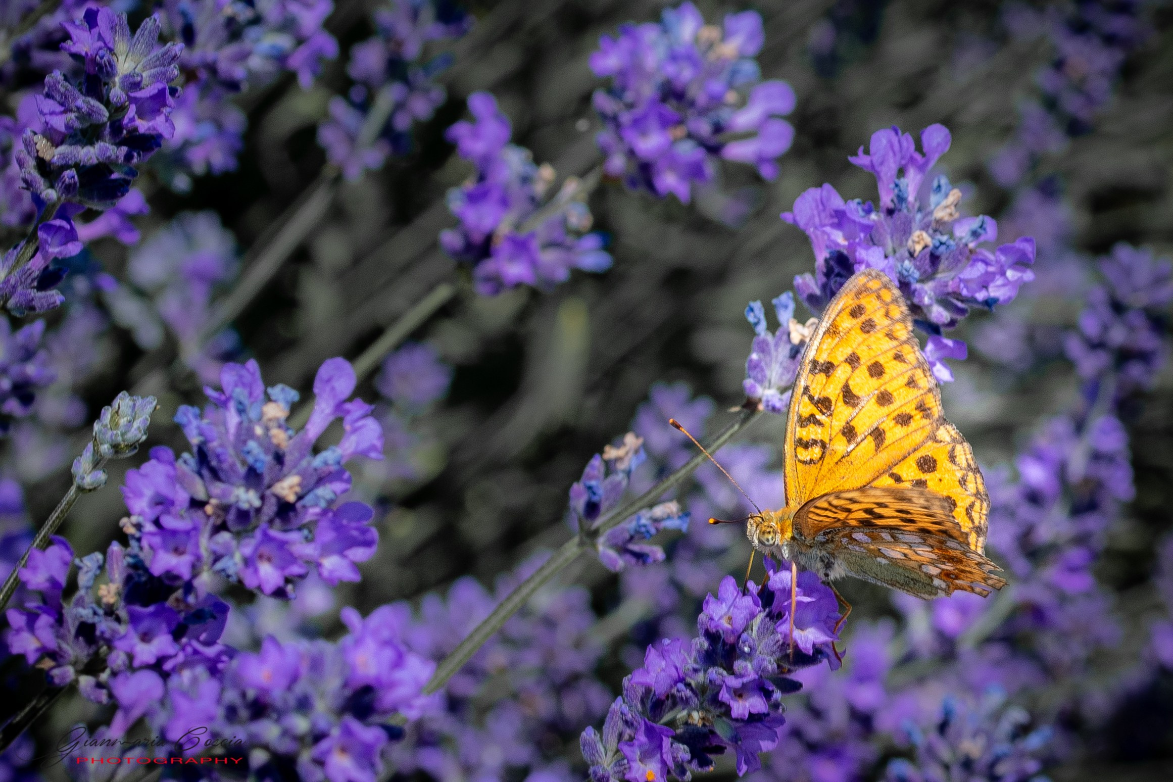 Farfalle. “Gianmaria Coscia fotografo per passione”