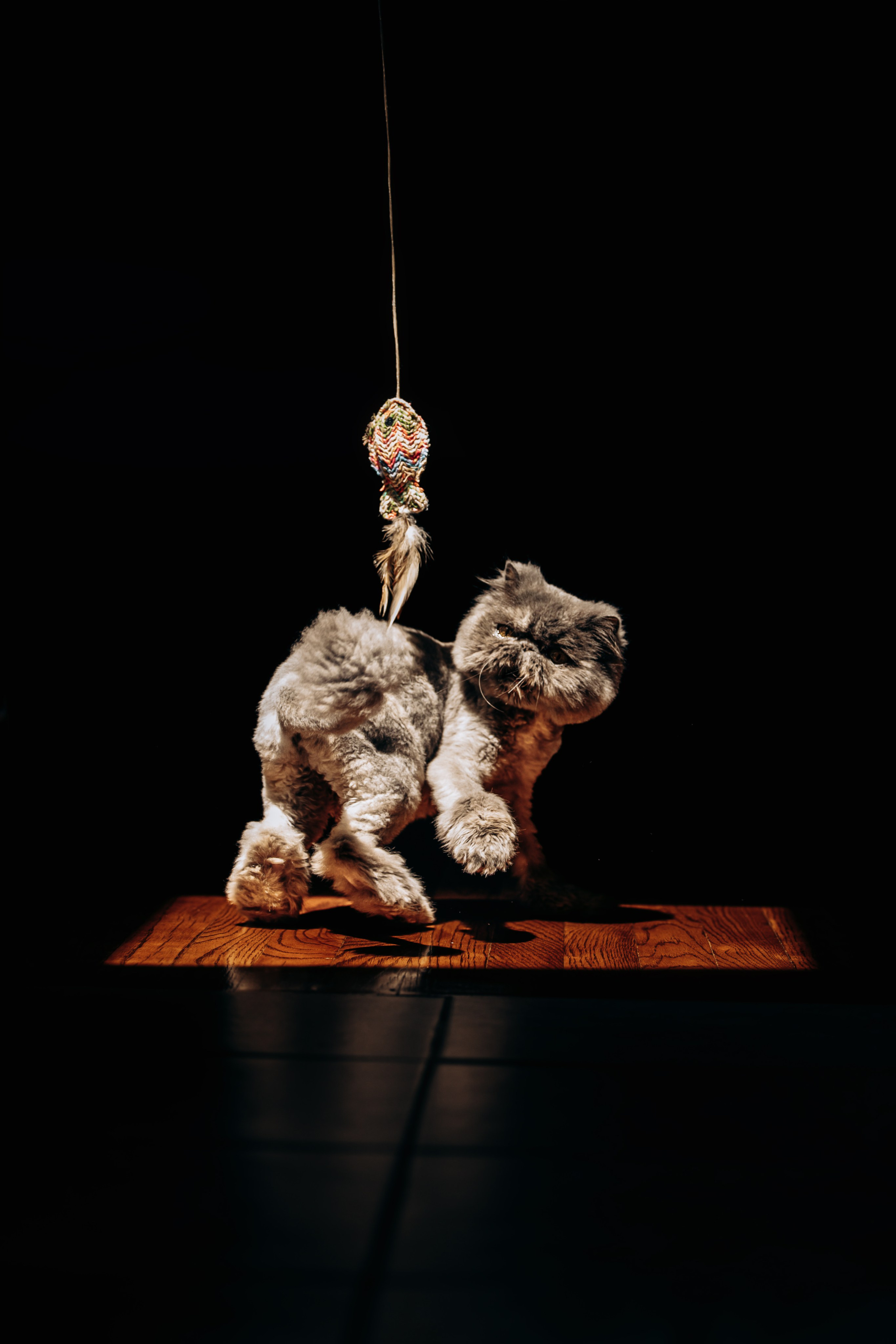 Mila & Natali. Pet Photographer Viktoriya Aleshenko