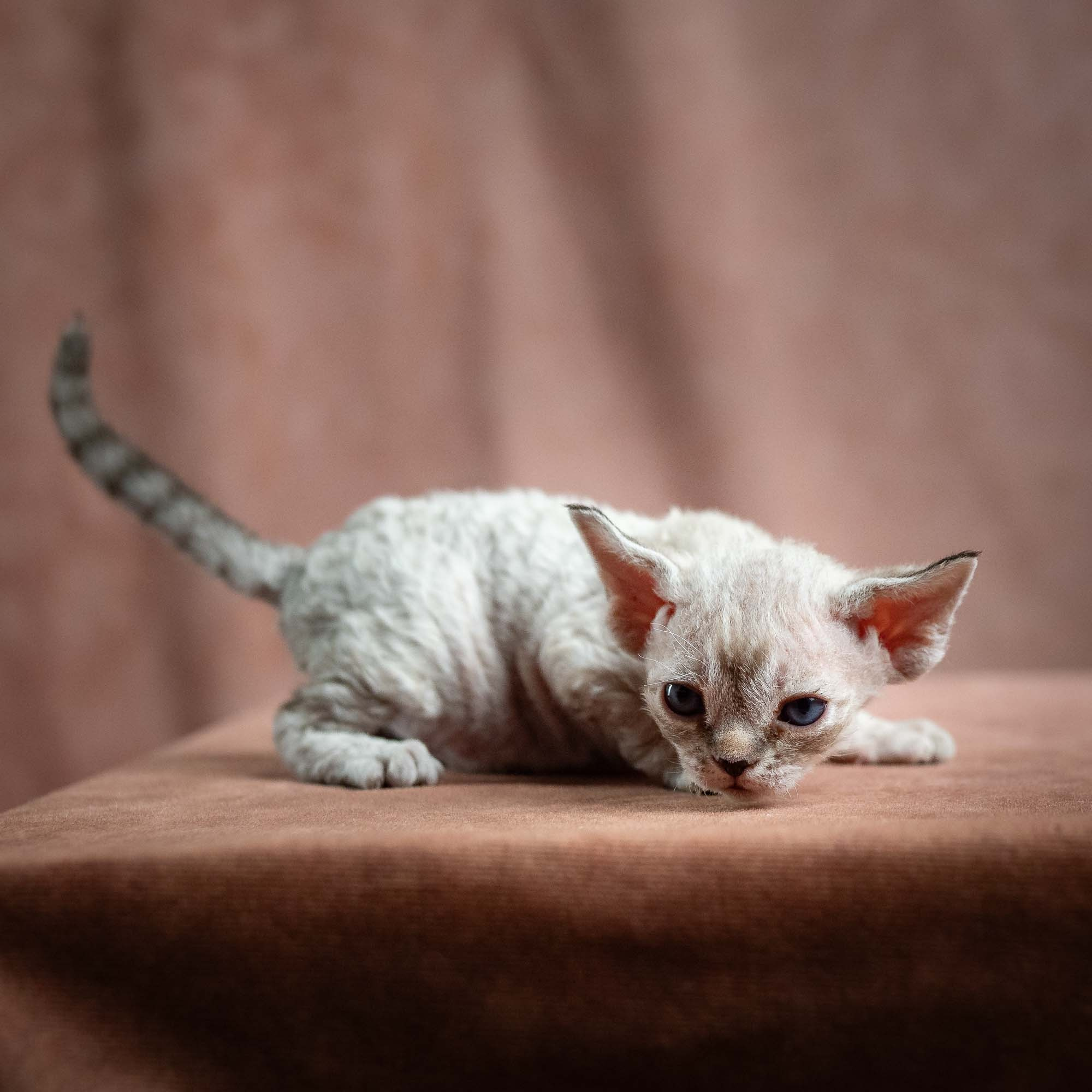 Nellie, girl, born 01.17.26. Devon Rex Pixie Cattery