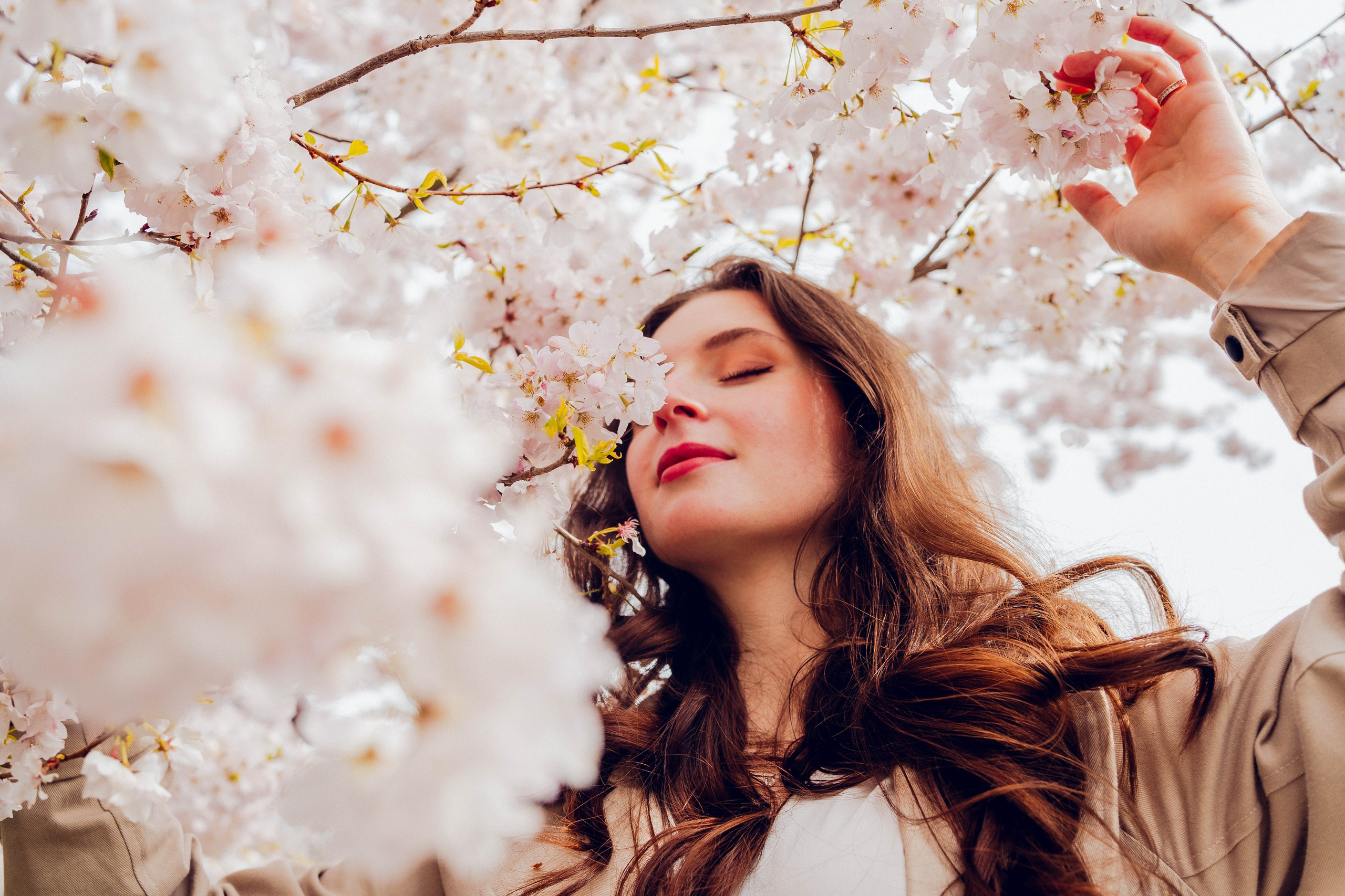 Cherry blossom. Main