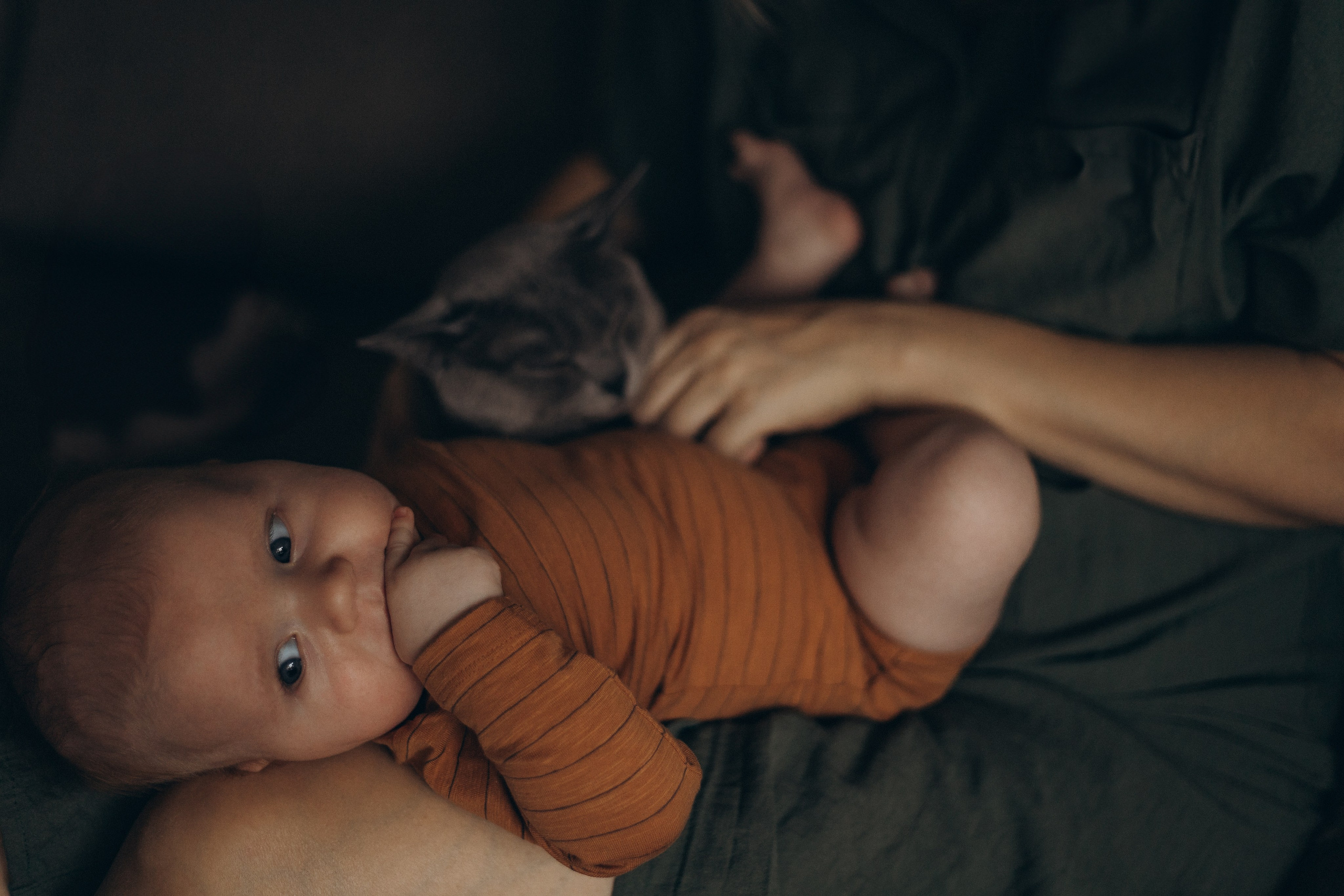 LĪVAS ģimene. GALVENĀ