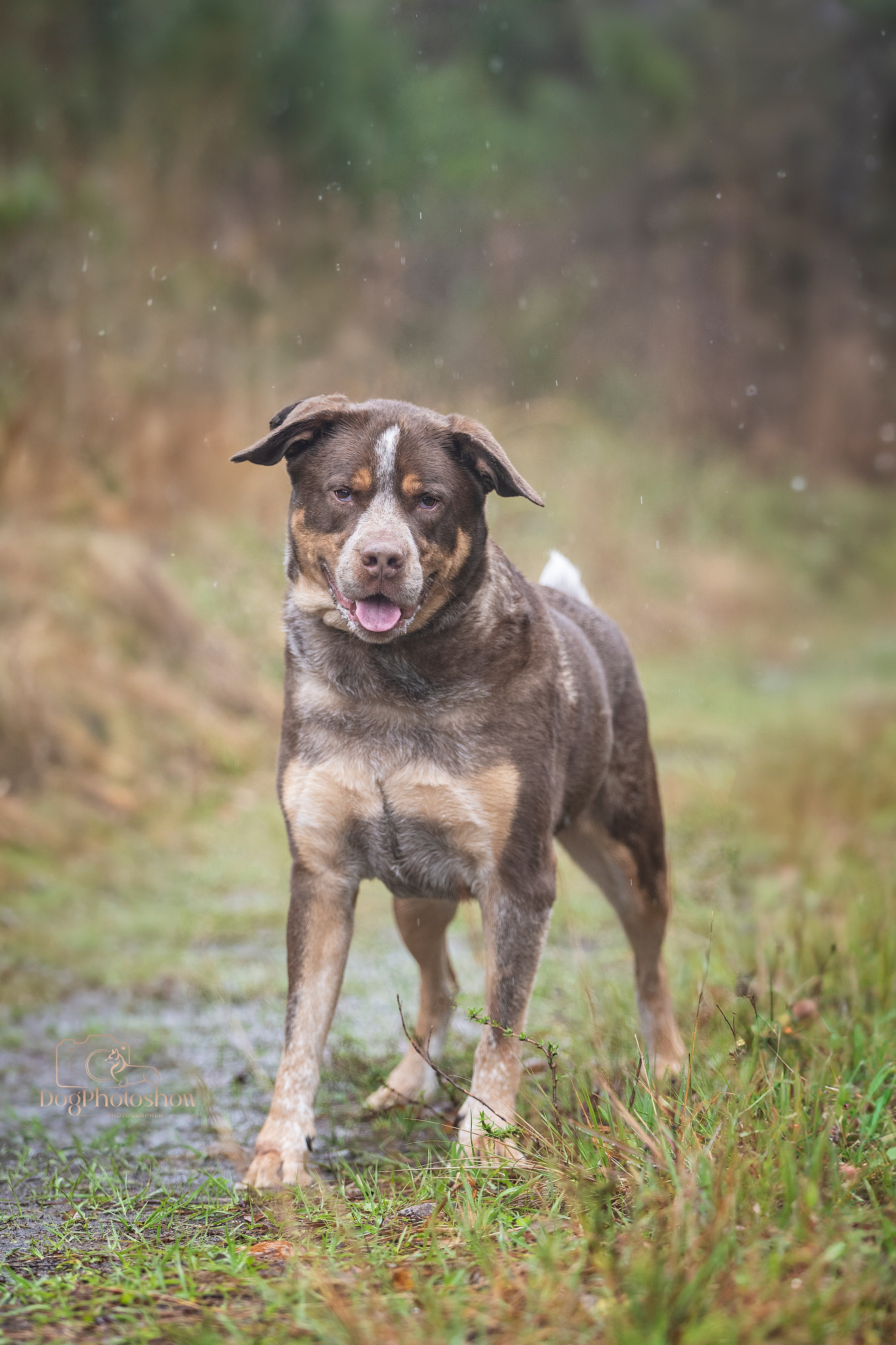 📸 7. Katerina Royter Pet Photographer North Florida