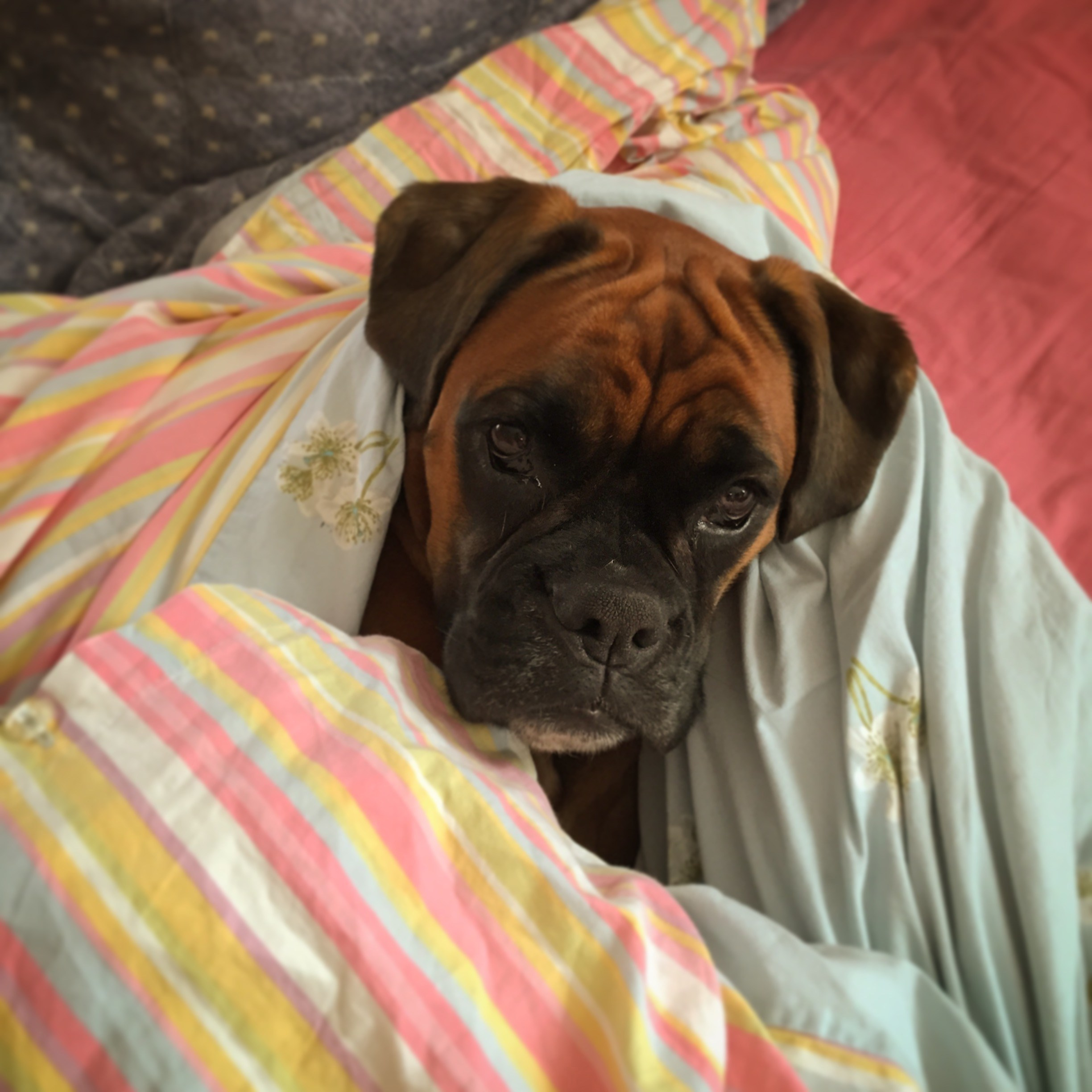 My ״Star״ Boxer Dog