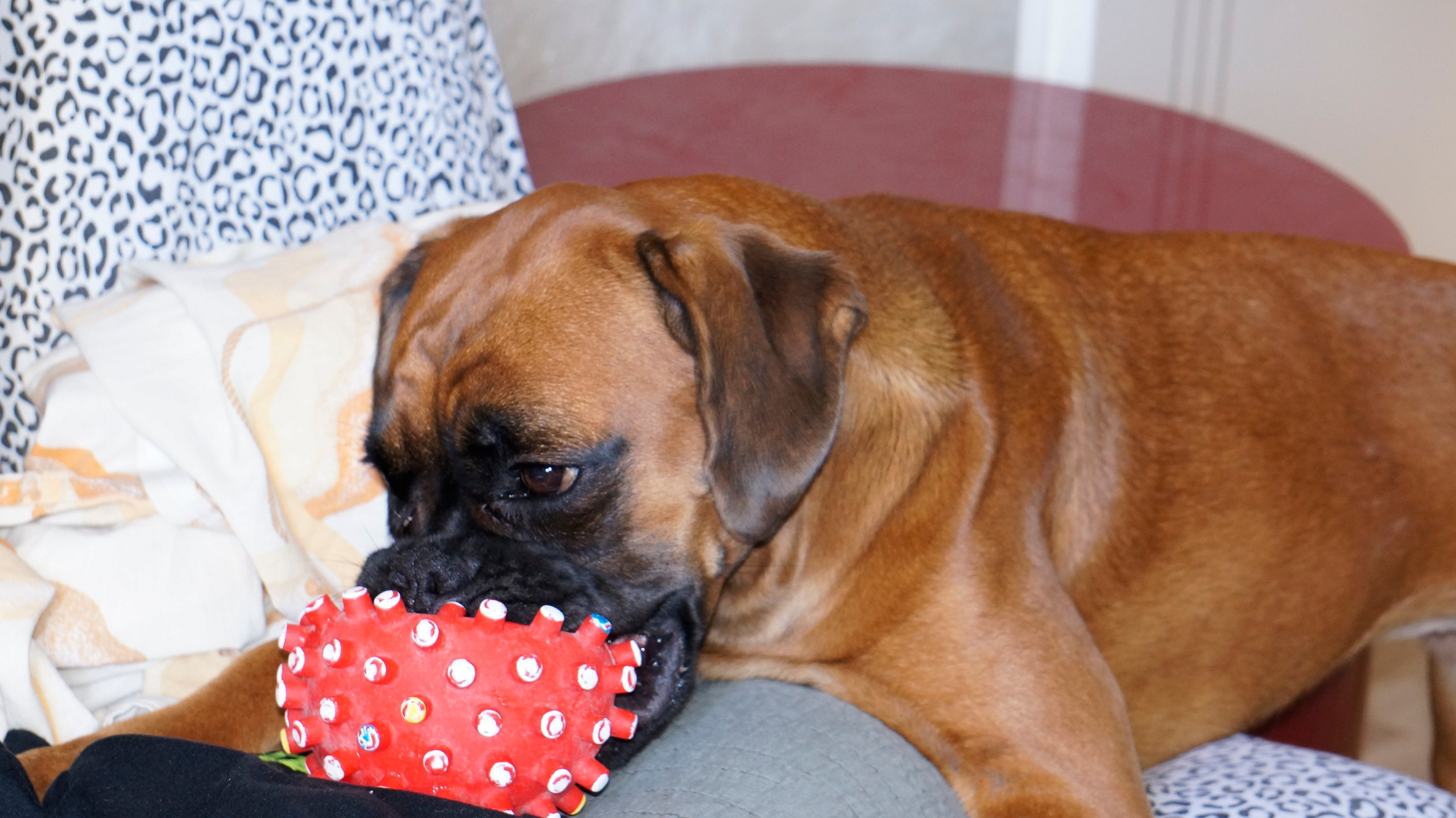 My ״Star״ Boxer Dog