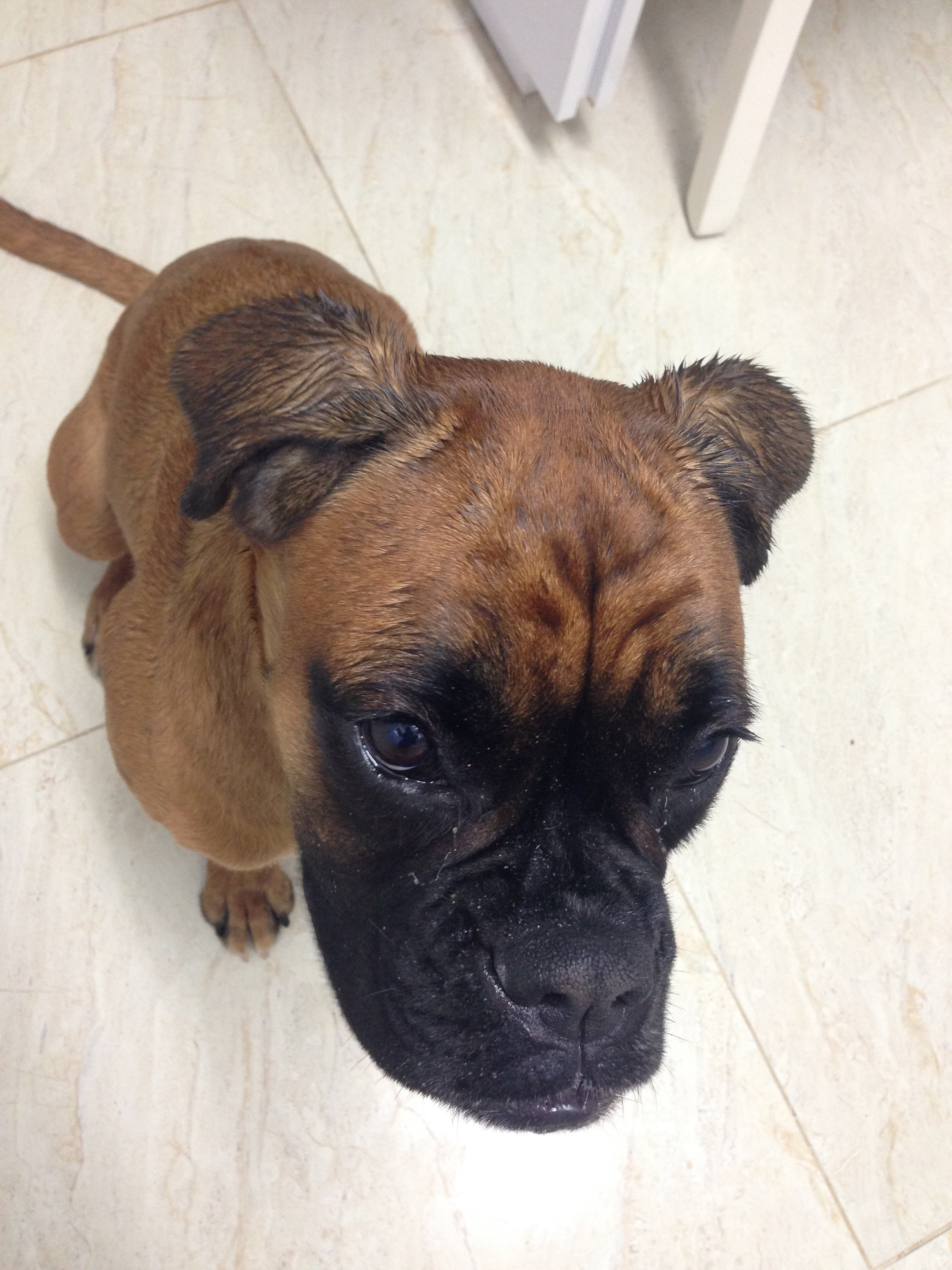 My ״Star״ Boxer Dog