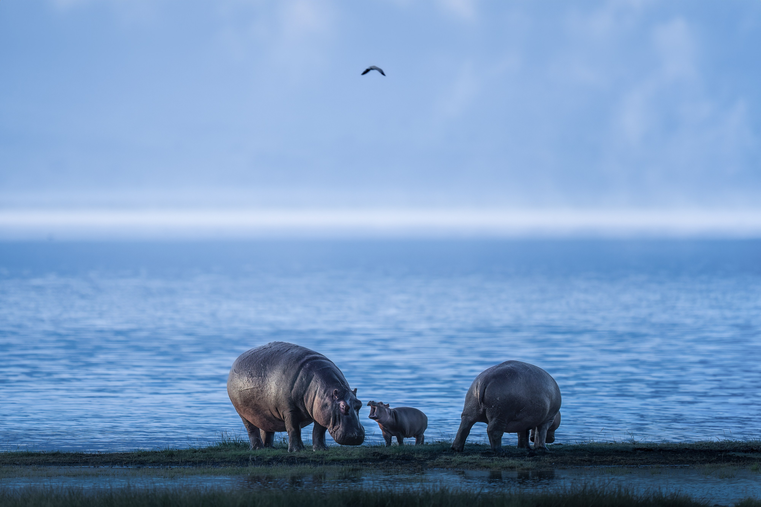 GALLERY. Fine art wildlife photographer Alexandra Surkova