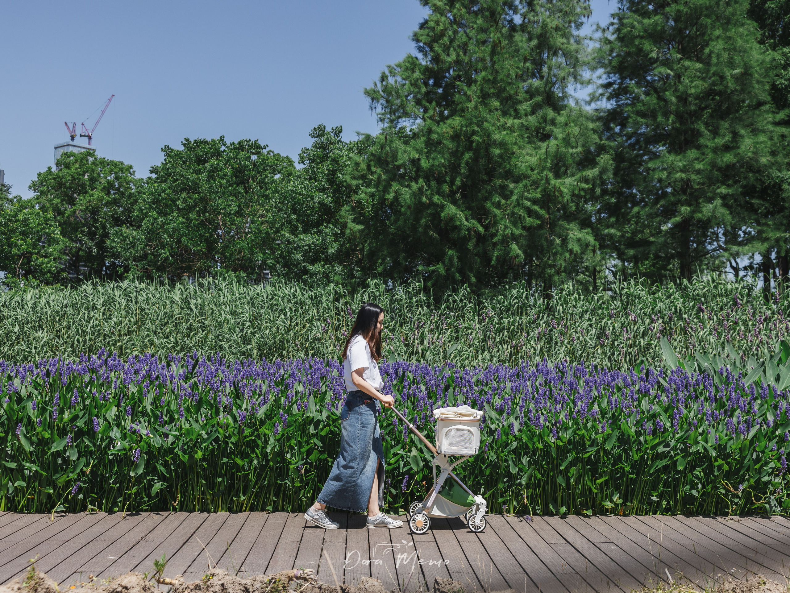  Woman pushing a cat stroller through a purple flower field, leisurely afternoon walk