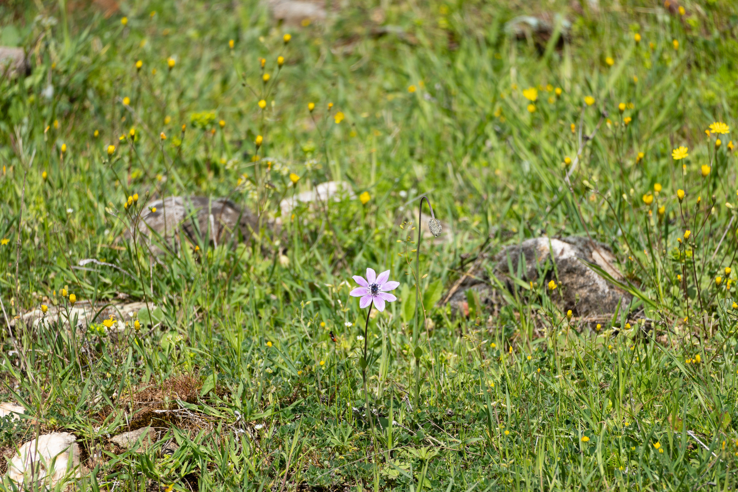 Thasos 2025. Fotografiideplacere.net