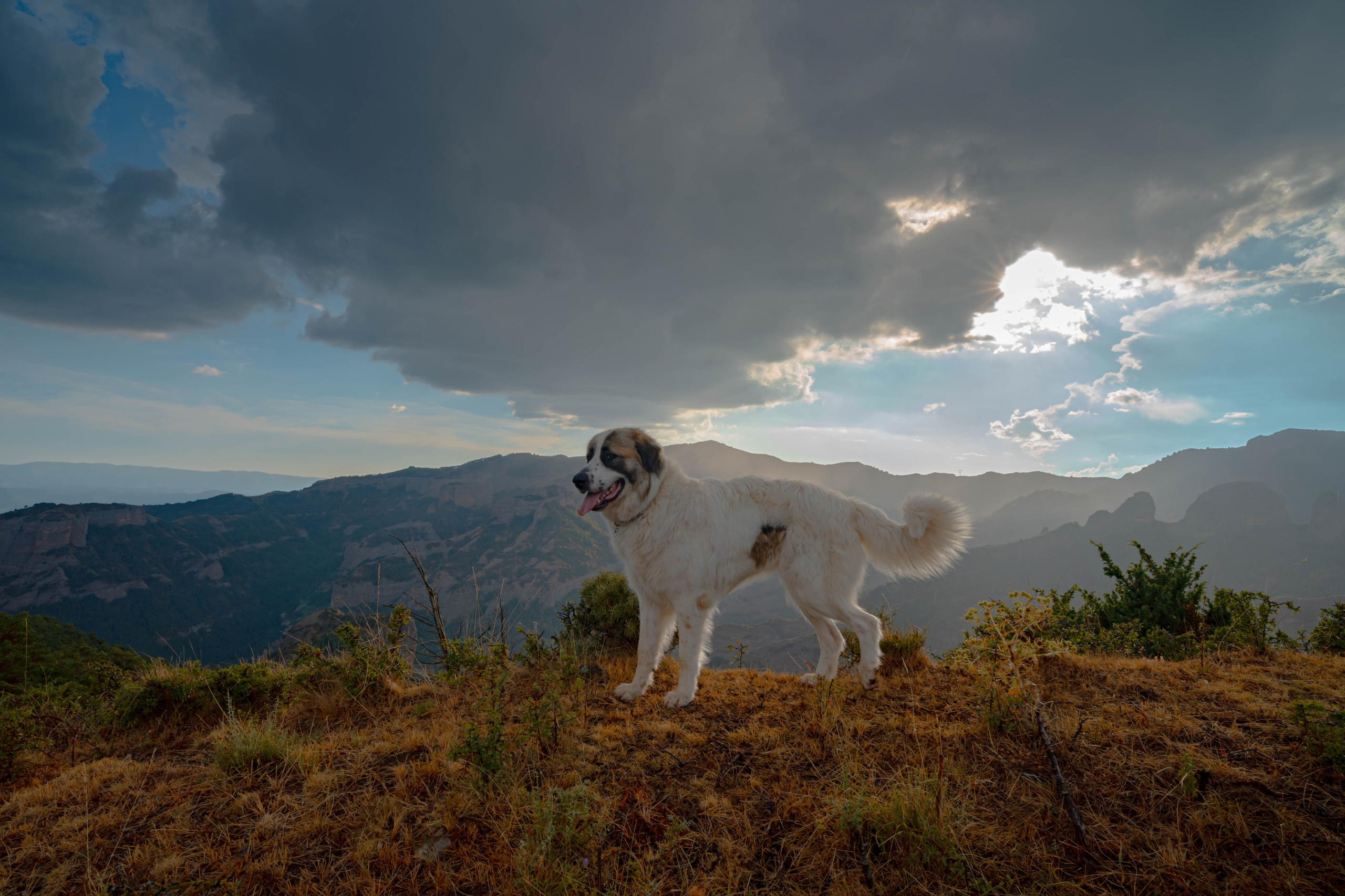 Lila. Alba del Norte Studio