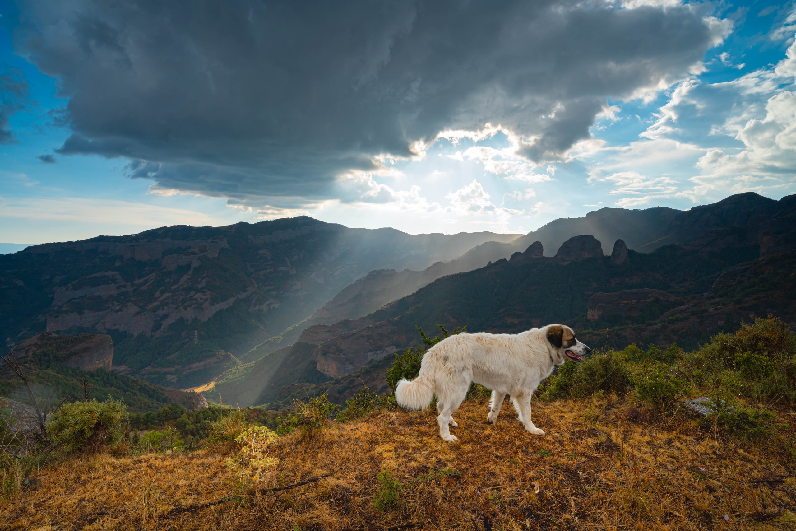 Lila. Alba del Norte Studio